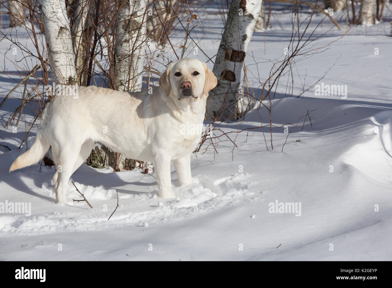 Gelbe Labrador Retriever im frischen Schnee, Clinton, Connecticut, USA Stockfoto