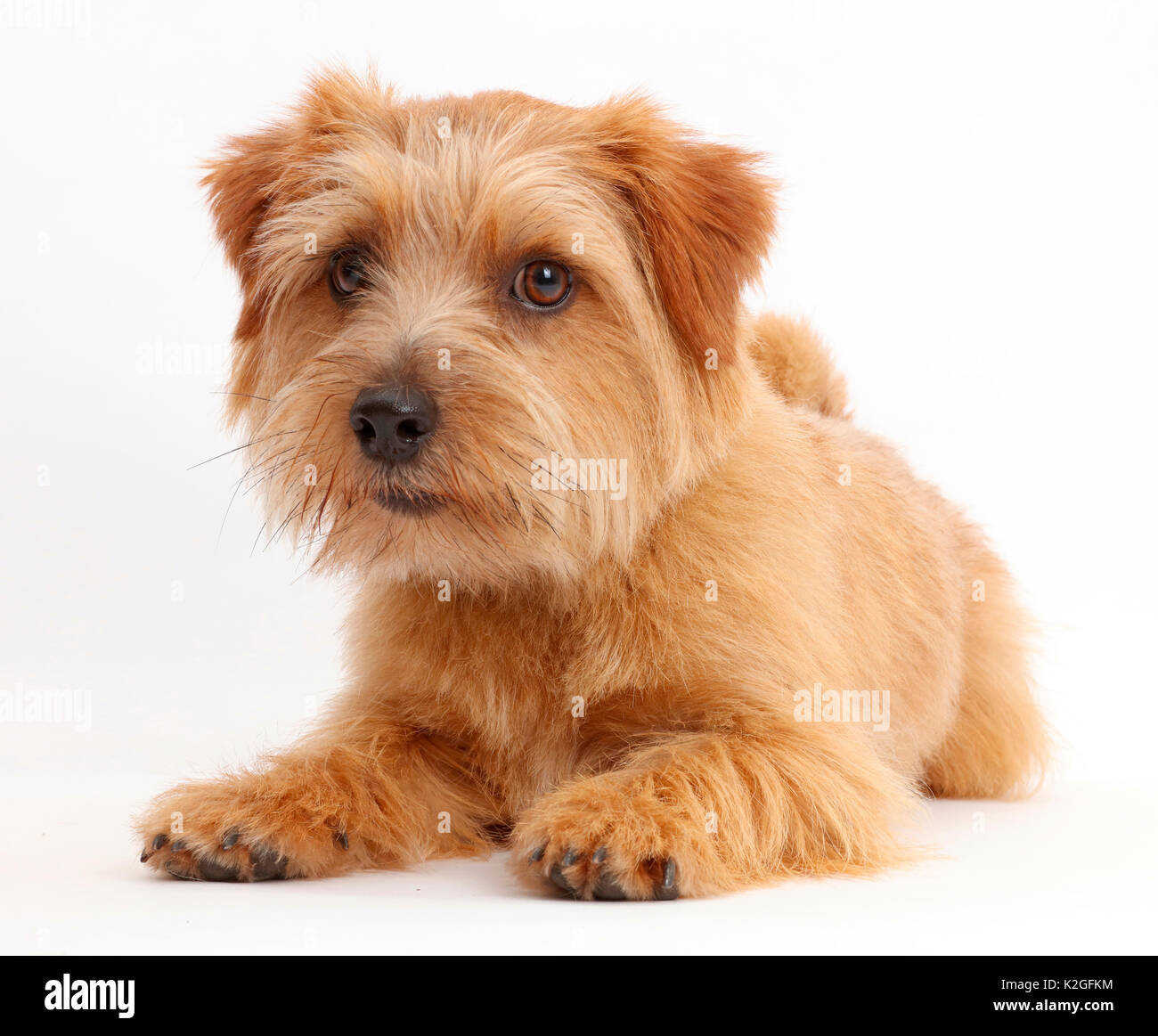 Norfolk Terrier Hund, Otto, Alter 1 Jahr. Stockfoto