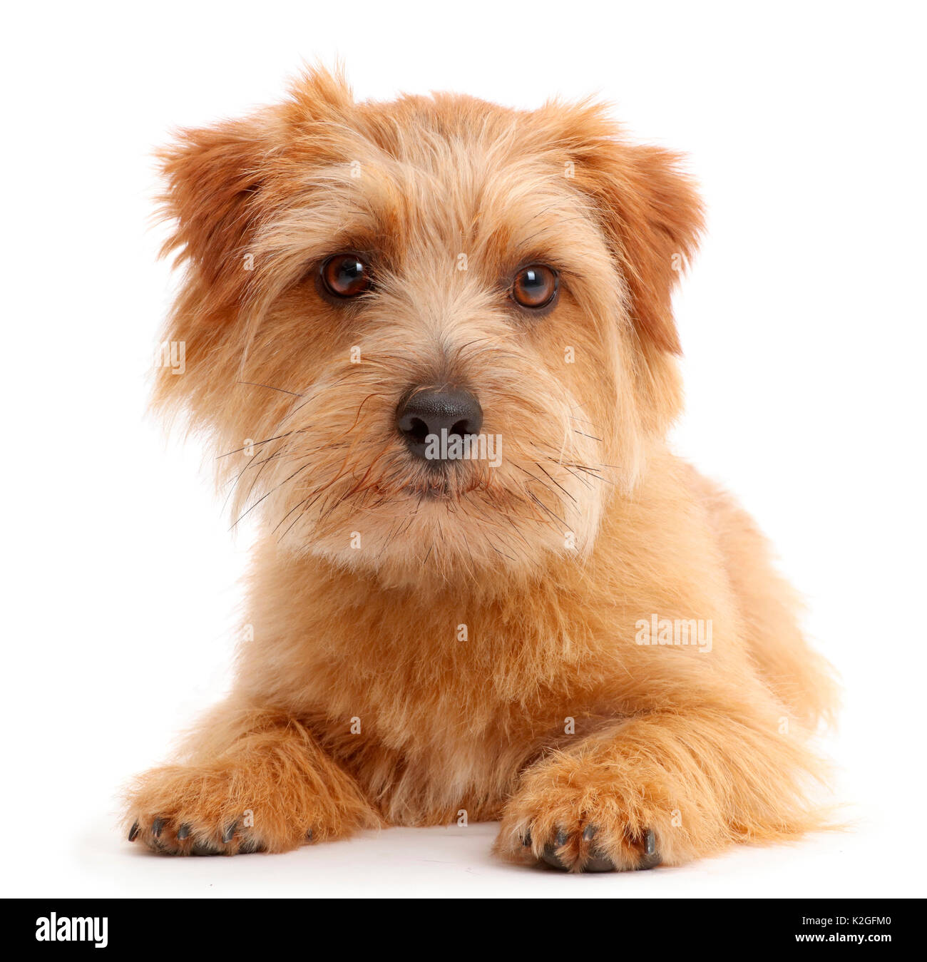 Norfolk Terrier Hund, Otto, Alter 1 Jahr. Stockfoto
