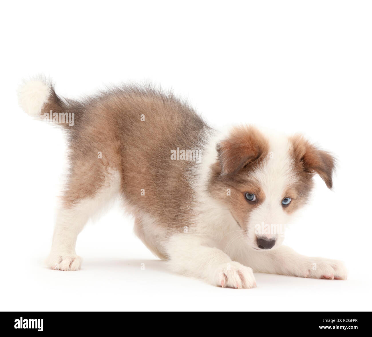 Verspielte Zobel-weiß Border Collie Welpen, Alter 8 Wochen. Stockfoto