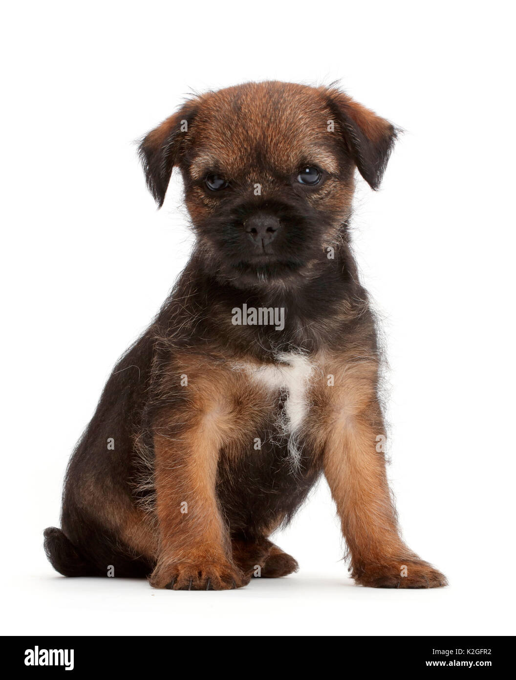 Border Terrier Welpen, Alter 8 Wochen. Stockfoto