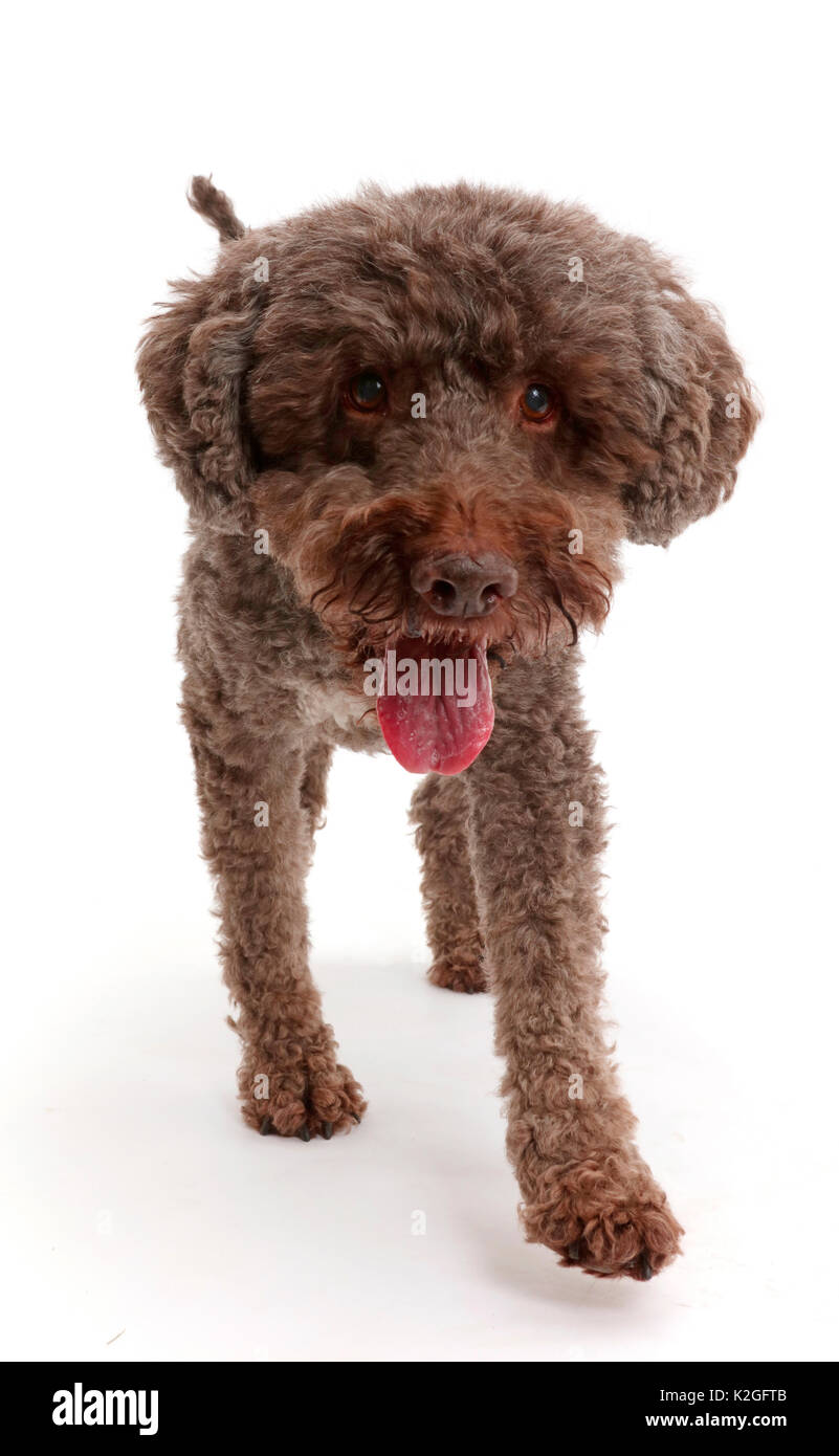 Lagotto Romagnolo Hund wandern. Stockfoto