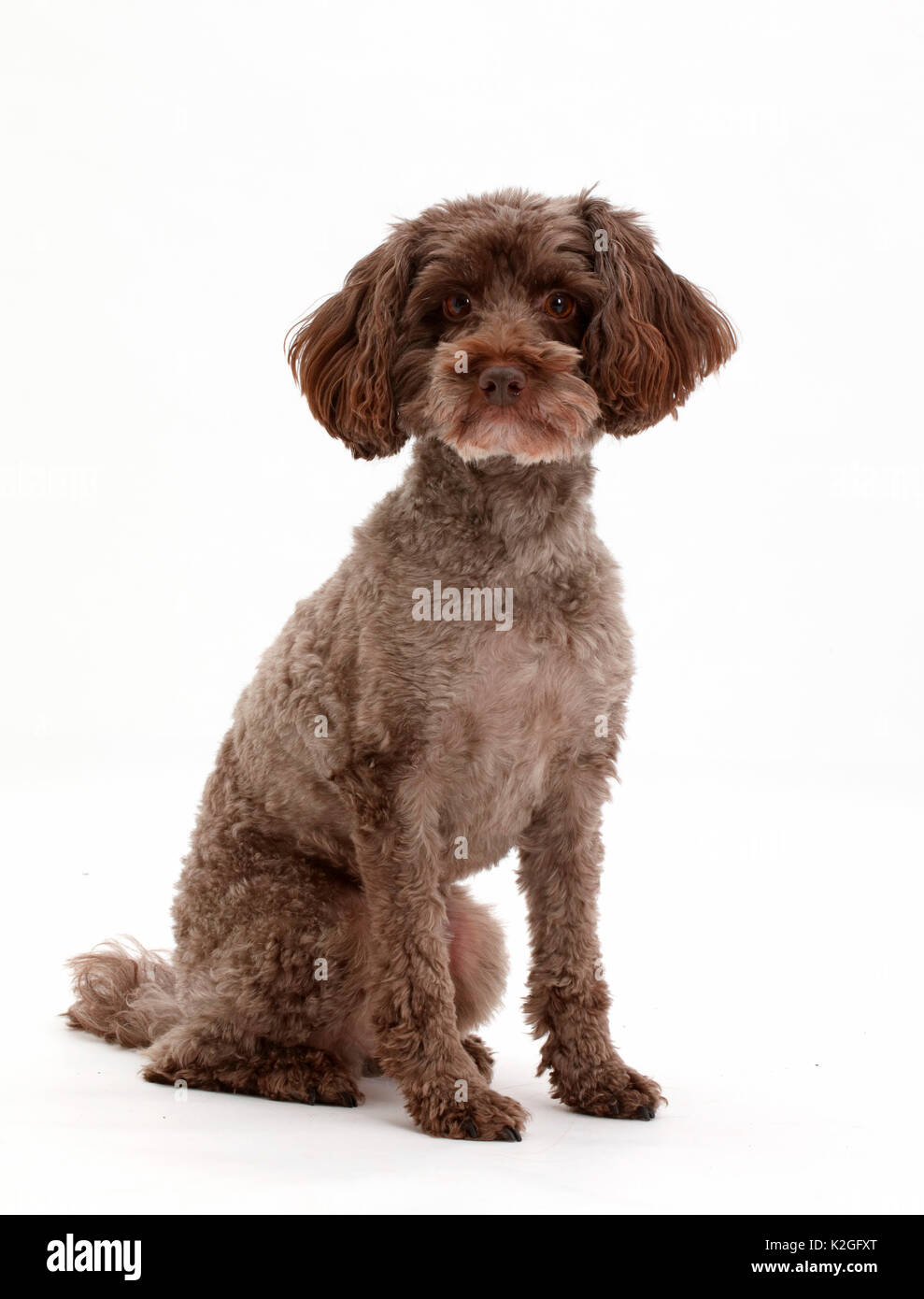 Schnoodle Hund sitzen Stockfoto, Bild 156486368 Alamy