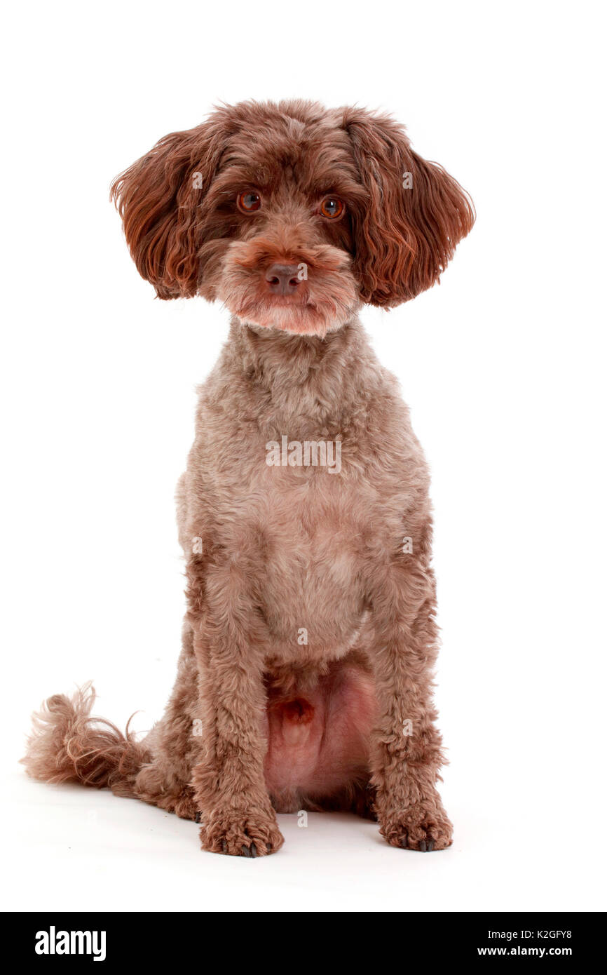 Schnoodle Hund sitzen Stockfotografie Alamy