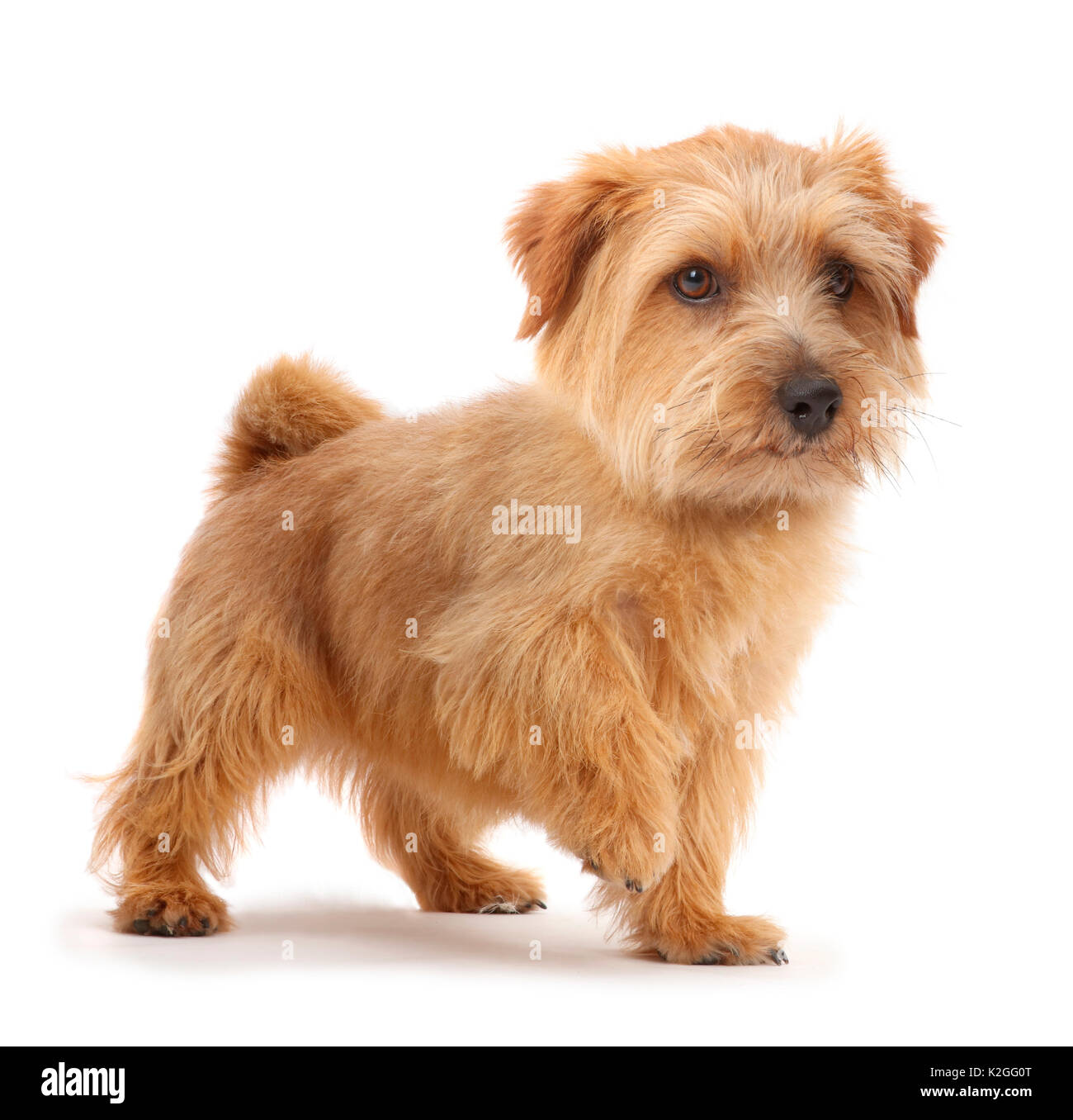 Norfolk Terrier Hund, Otto, Alter 1 Jahr. Stockfoto