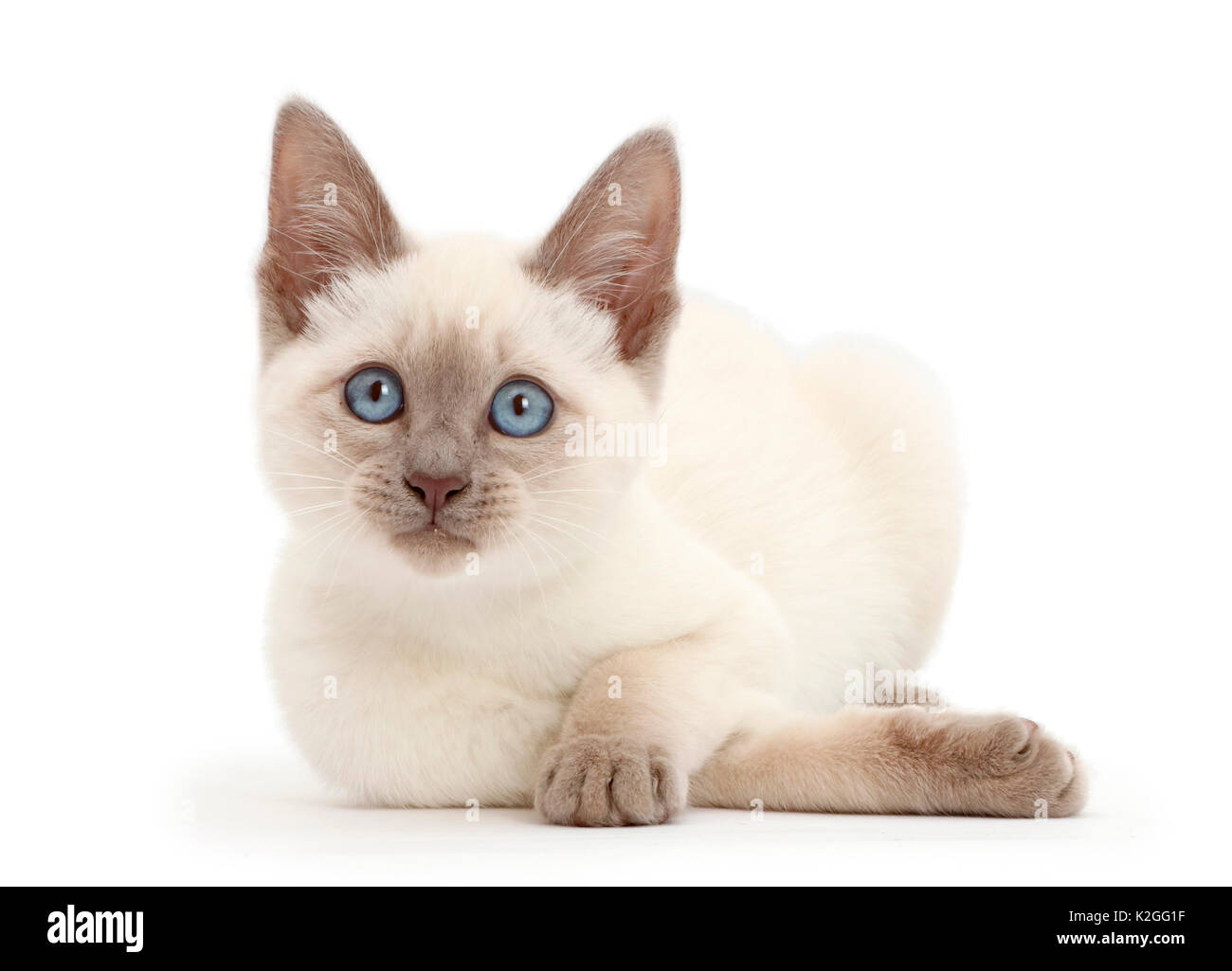 Blue-point Kitten. Stockfoto