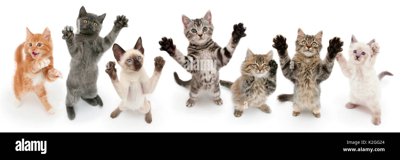 Sieben Katzen stehen auf der Rückseite der Beine, Vorderpfoten angehoben. Digital Composite Stockfoto