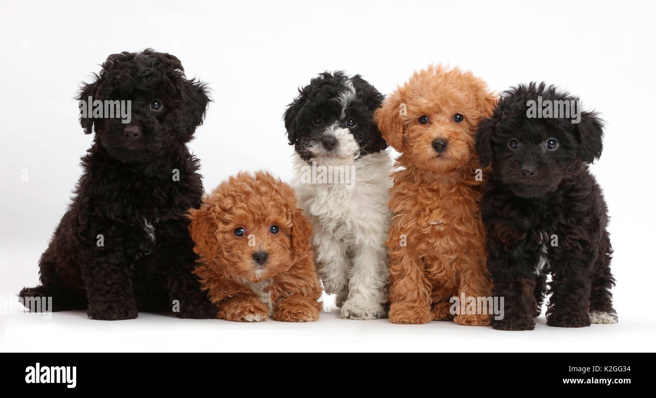 Fünf Spielzeug labradoodle Welpen in einer Reihe. Stockfoto