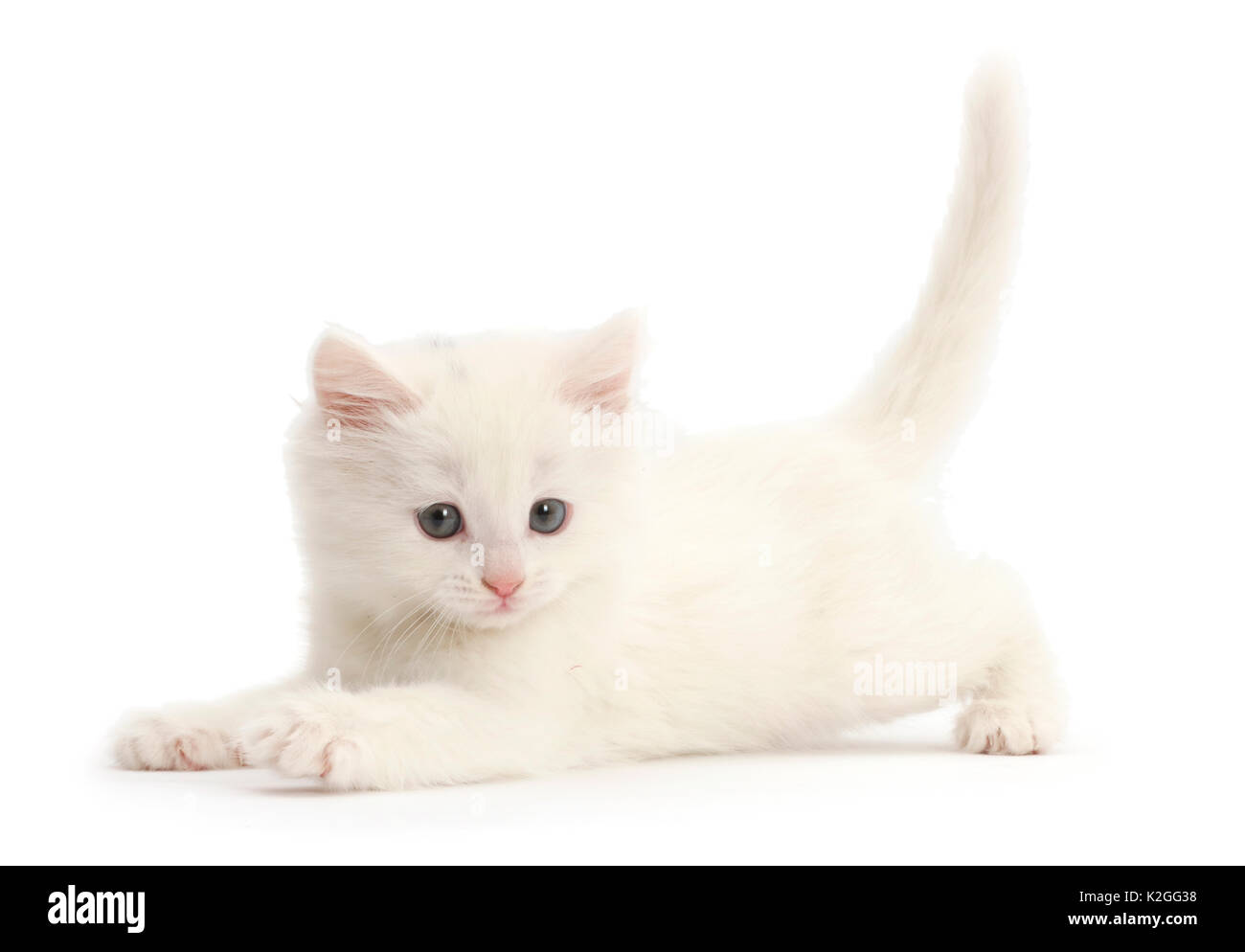 Verspielte weiße Katze. Stockfoto