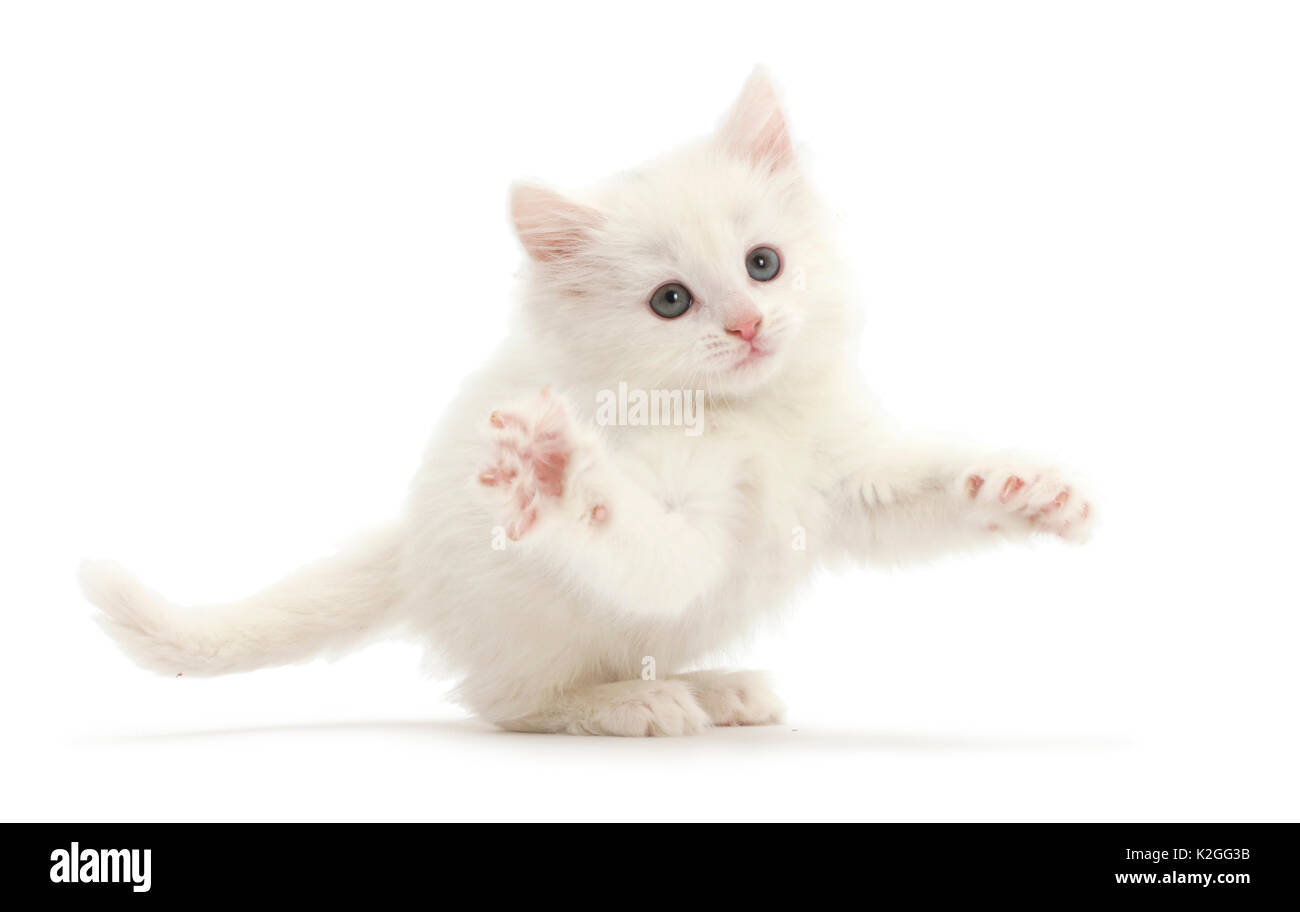 Weiße Katze sprang. Stockfoto