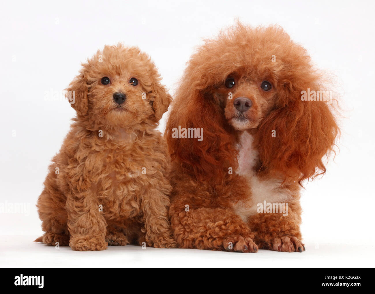 Roter Pudel