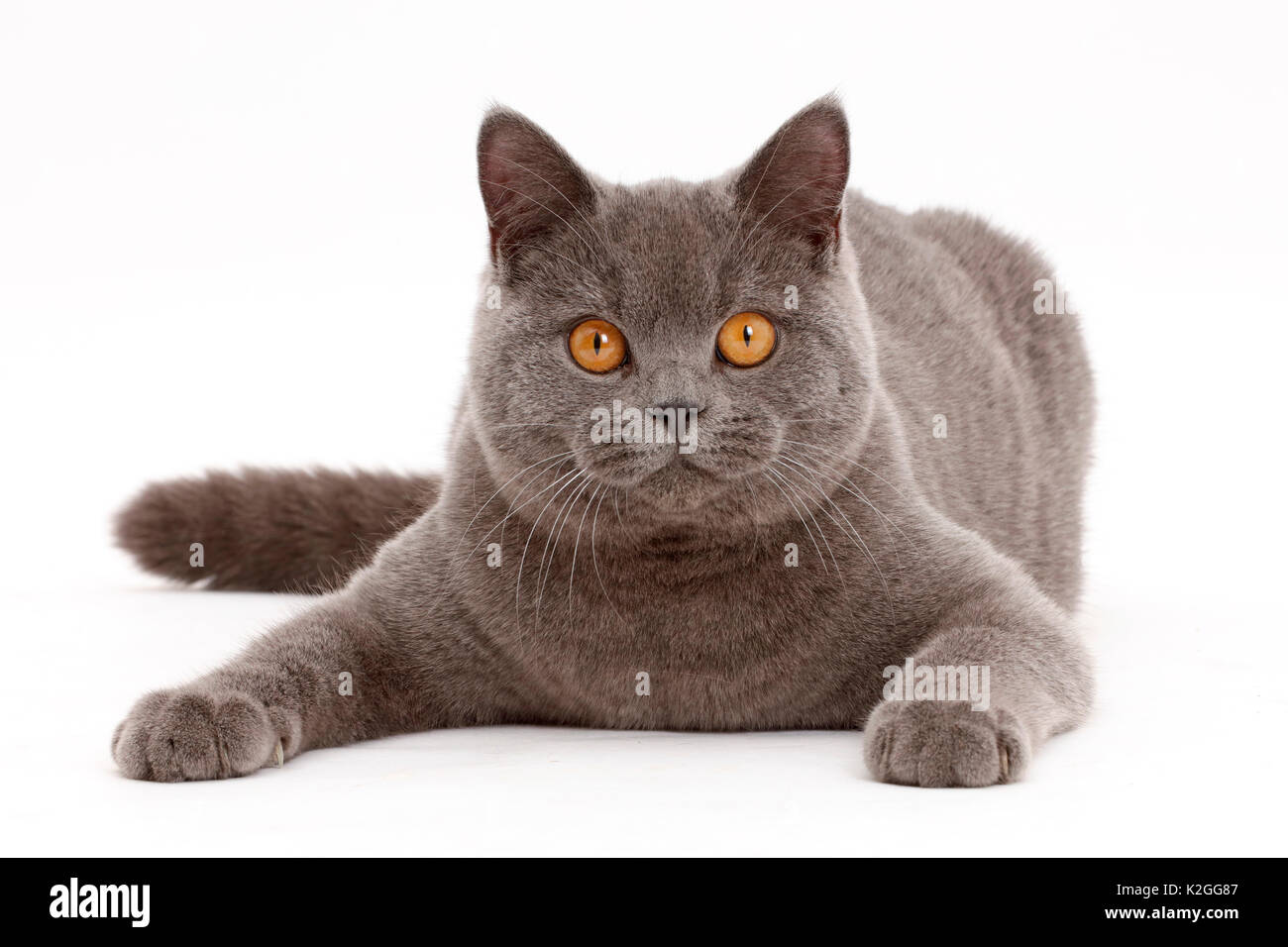 Blaue Britisch Kurzhaar Katze. Stockfoto