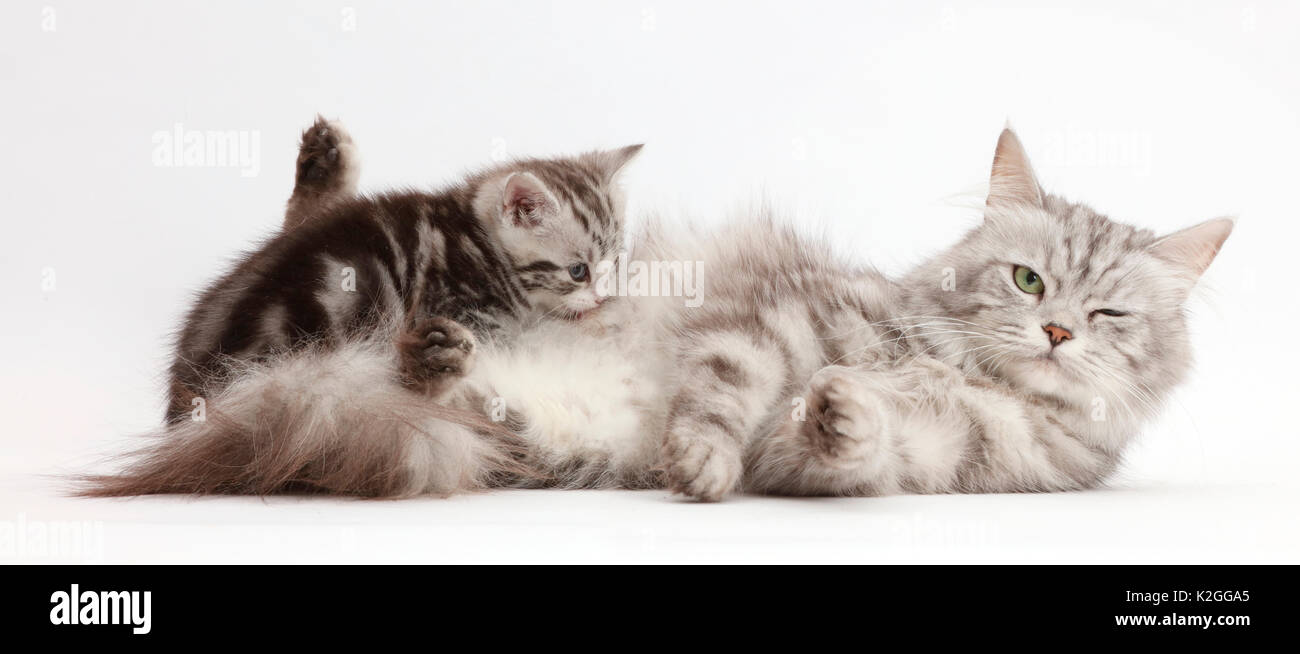 Silber Tabby Mutter saugen kitten Alter 4 Wochen. Stockfoto