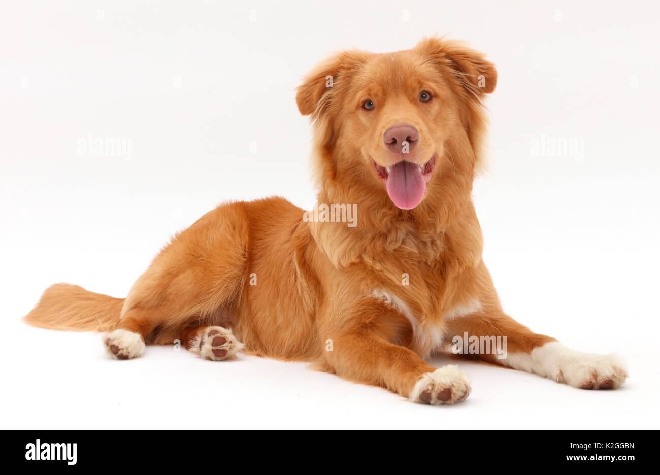 Nova Scotia Duck Tolling Retriever Hund, Alter 6 Monate. Stockfoto