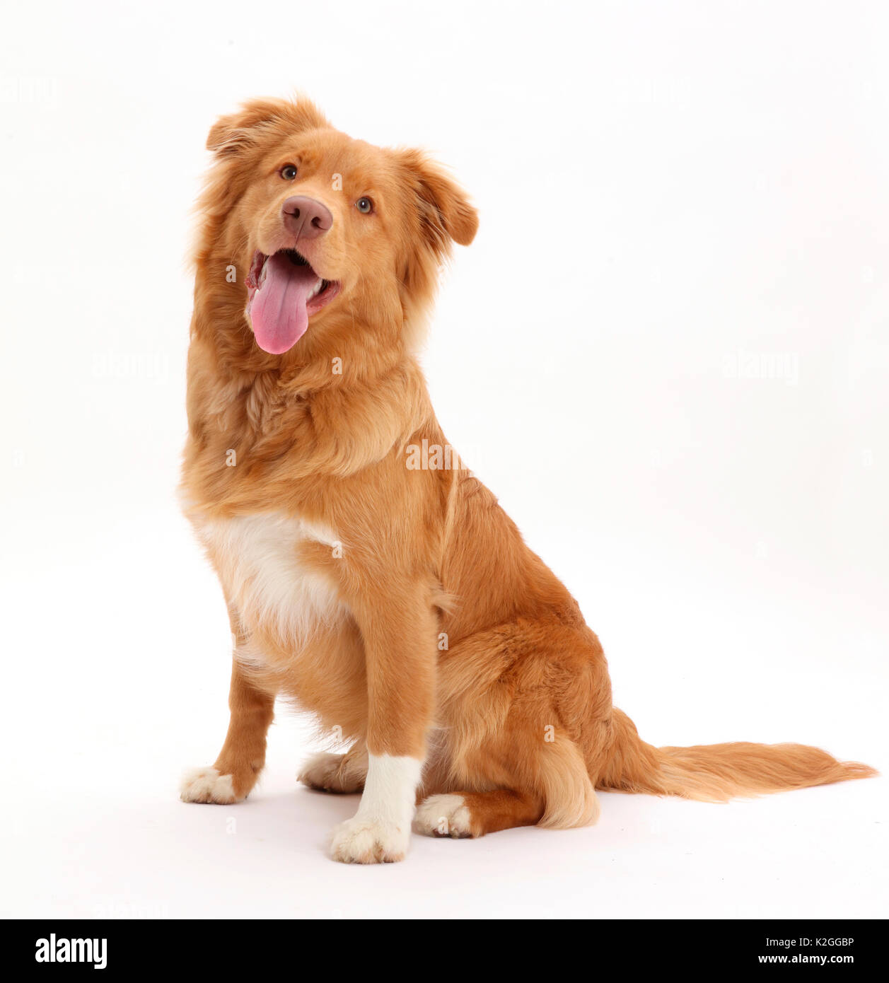 Nova Scotia Duck Tolling Retriever Hund, Alter 6 Monate. Stockfoto