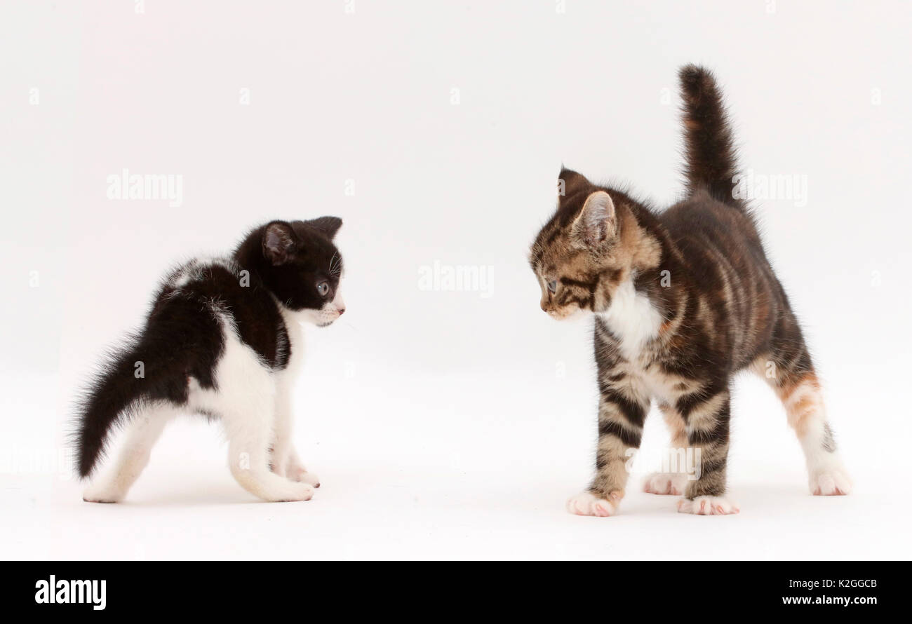 Schwarze und weiße Katze und Tabby und weiße Katze zu spielen. Stockfoto