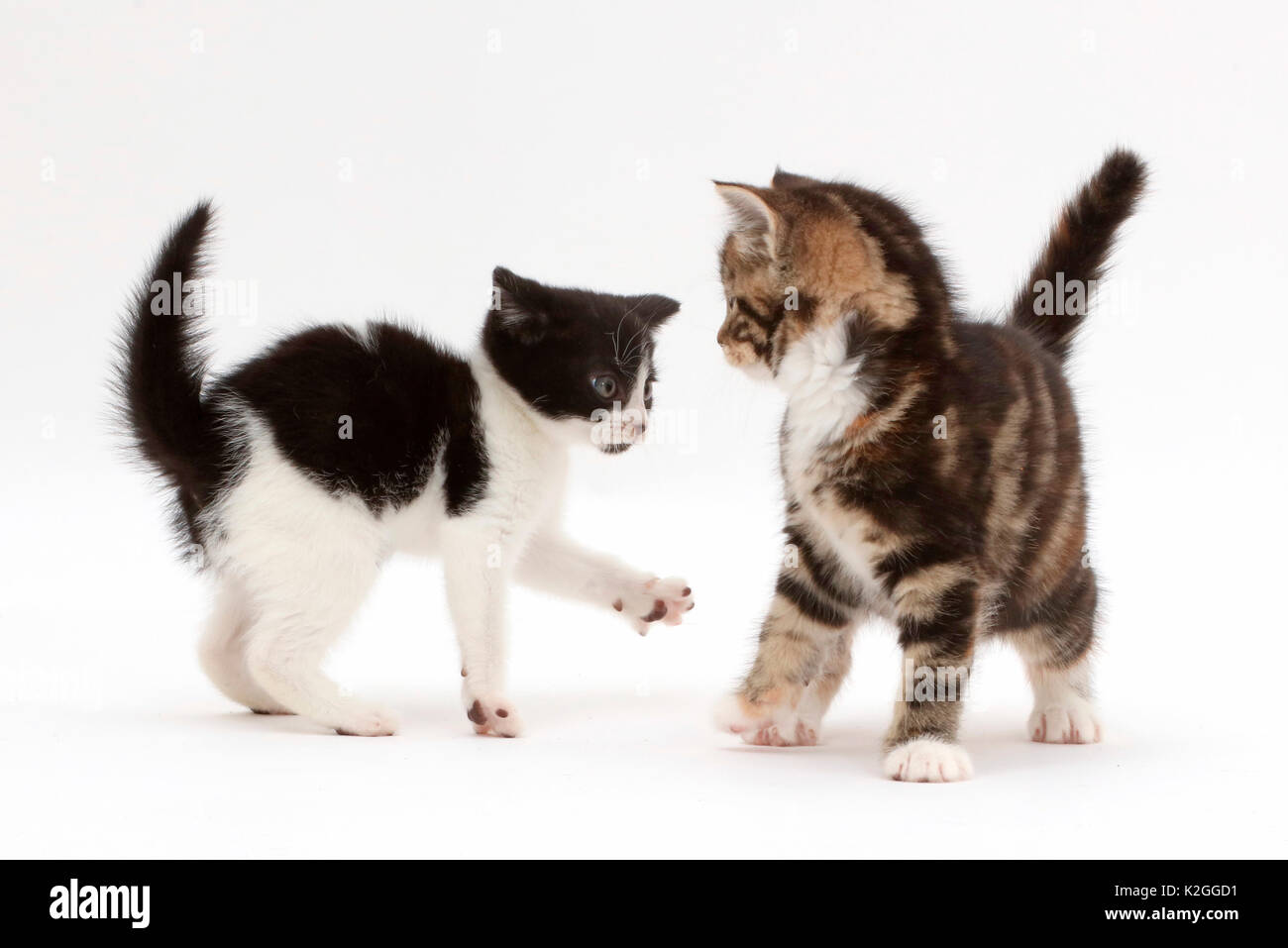 Schwarz-weiße Katze, die versuchen, mit schildpatt-tabby Kätzchen zu spielen. Stockfoto