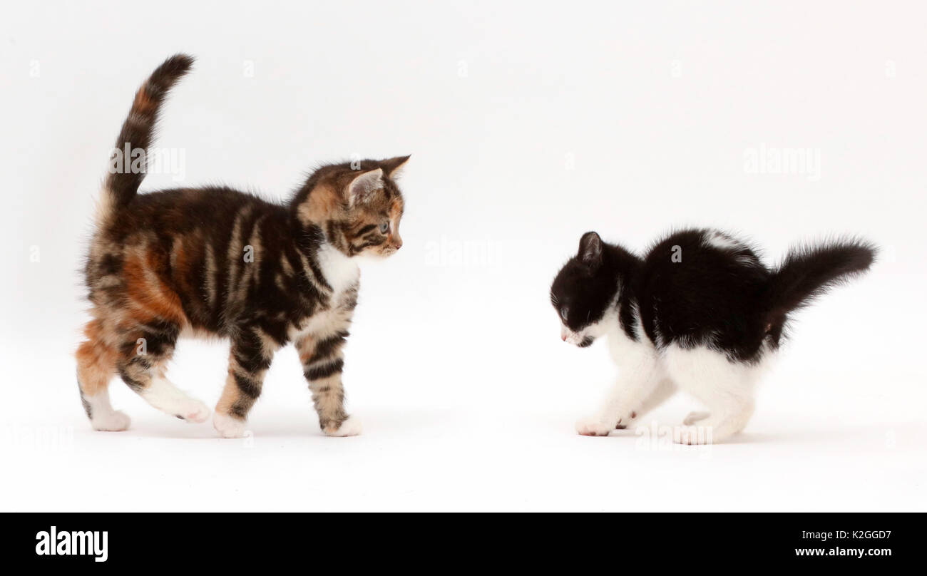 Schwarz-weiße Katze spielt mit schildpatt-tabby Kitten.. Stockfoto