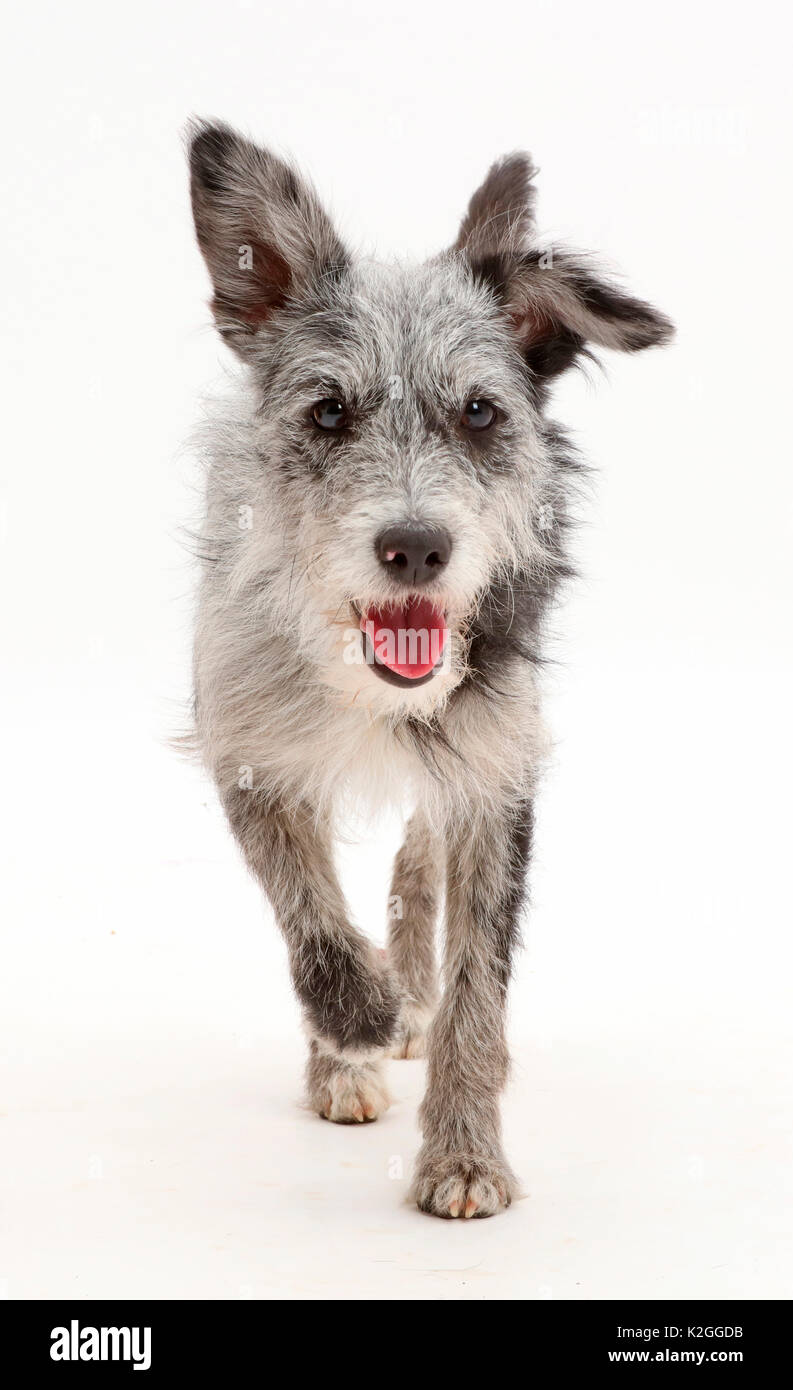 Merle Collison Blue merle dogs -Fotos und -Bildmaterial in hoher Auflösung – Alamy