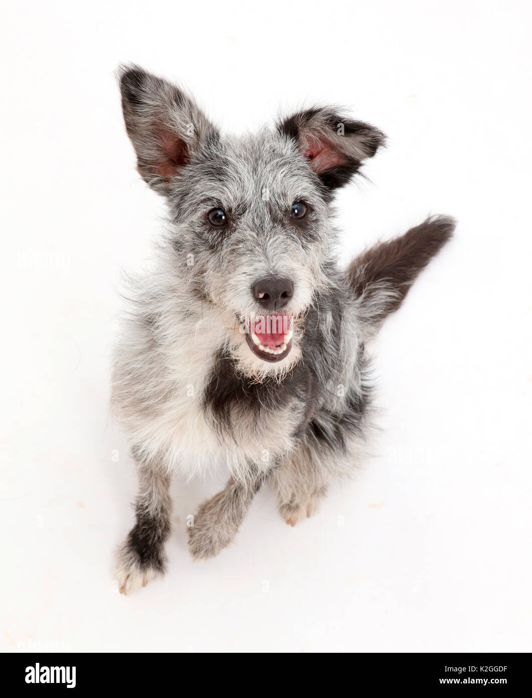 Blue Merle mutt sitzen und oben zu schauen. Stockfoto