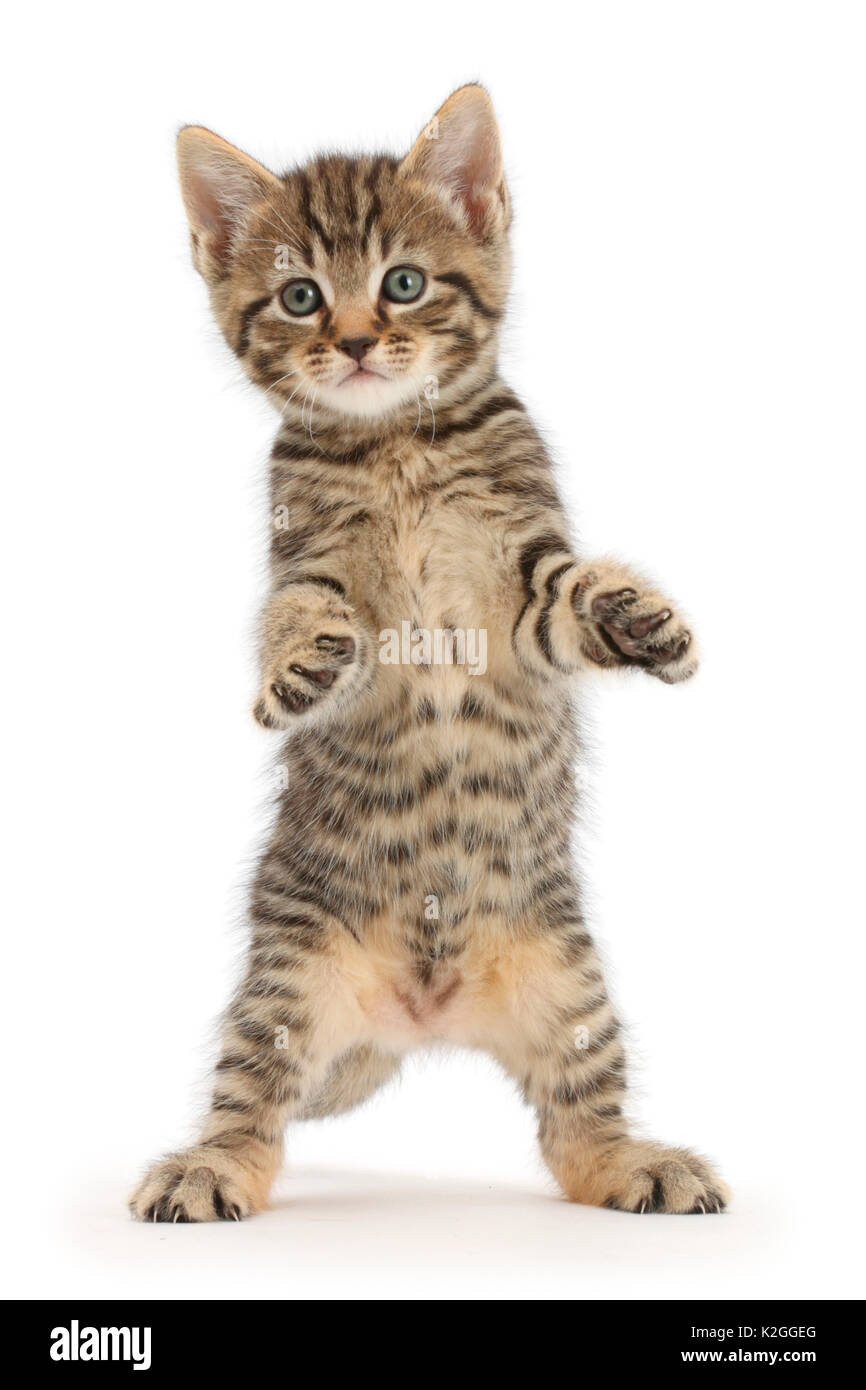 Tabby kitten, Alter 6 Wochen, stehend mit erhobenen Tatzen. Stockfoto