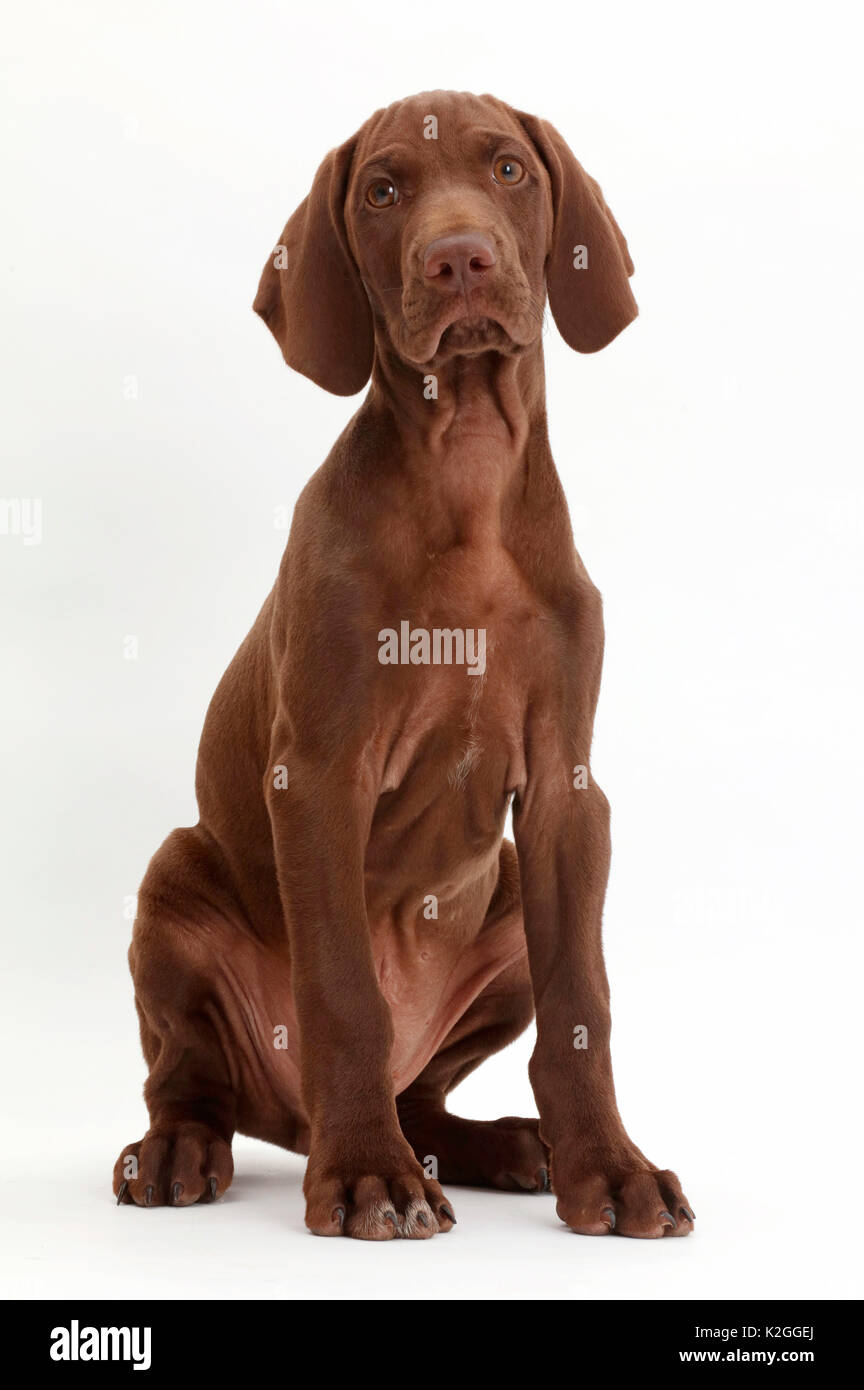 Pointer Welpen portrait. Stockfoto