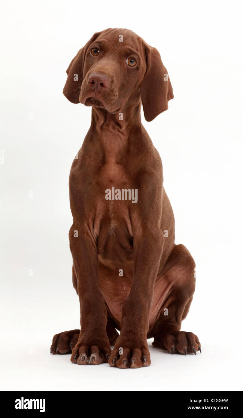 Pointer Welpen portrait. Stockfoto