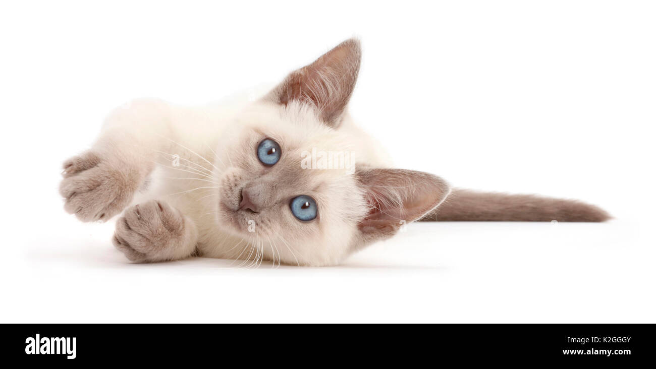Blue-point Kätzchen liegend auf ihrer Seite. Stockfoto
