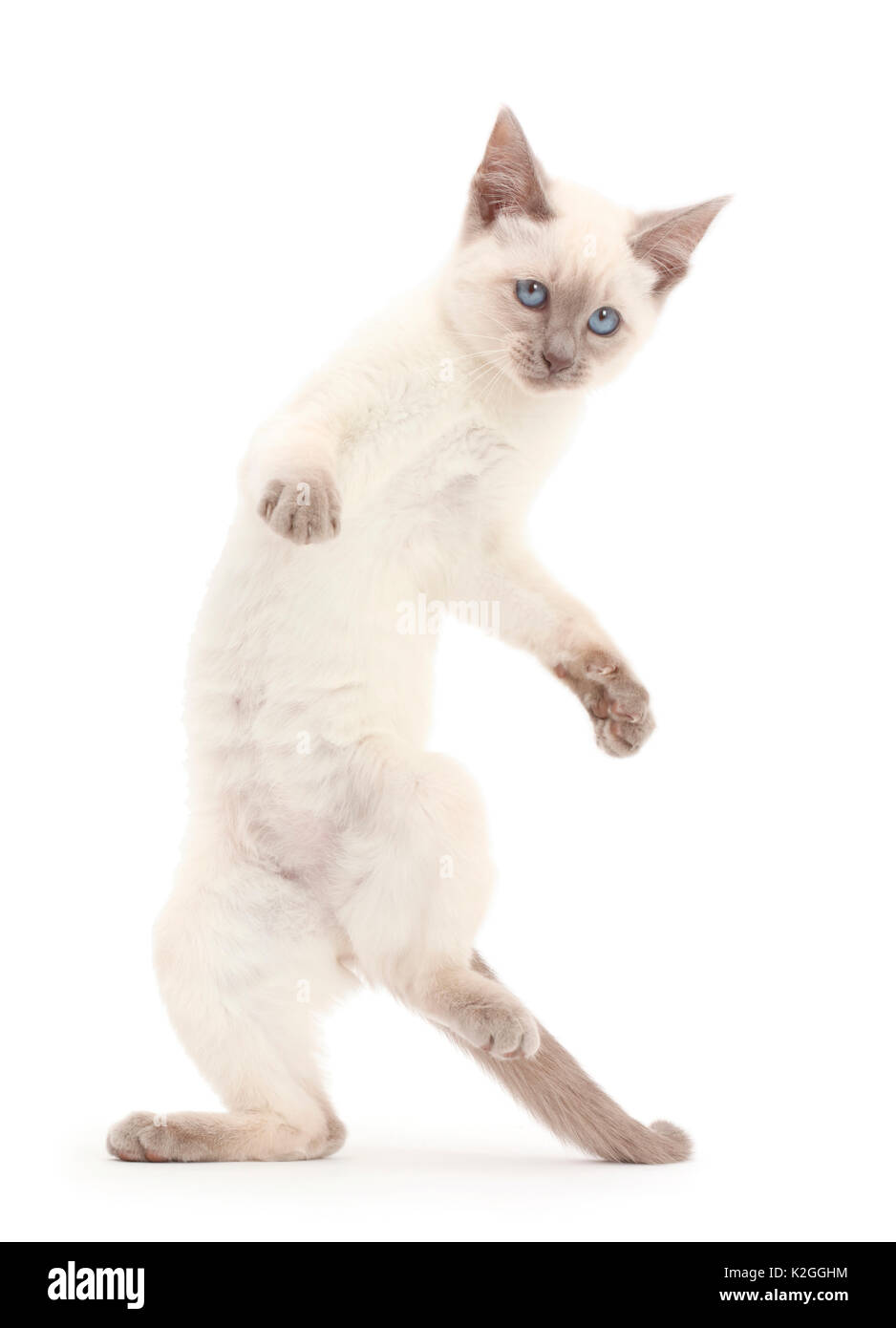 Blue-point Kätzchen, stehend auf die Hinterbeine. Stockfoto