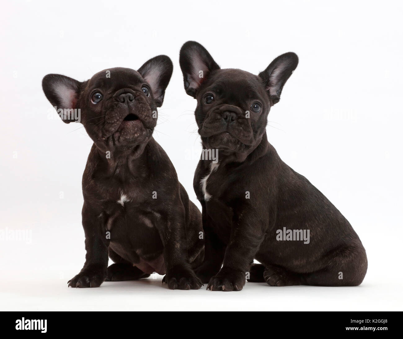 Zwei französische Bulldogge Welpen, Alter 7 Wochen. Stockfoto