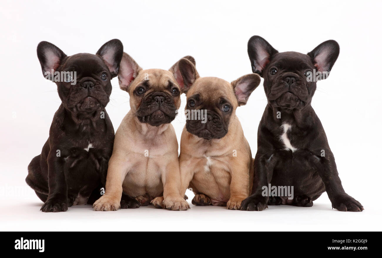 Vier Französische Bulldogge Welpen, Alter 7 Wochen. Stockfoto