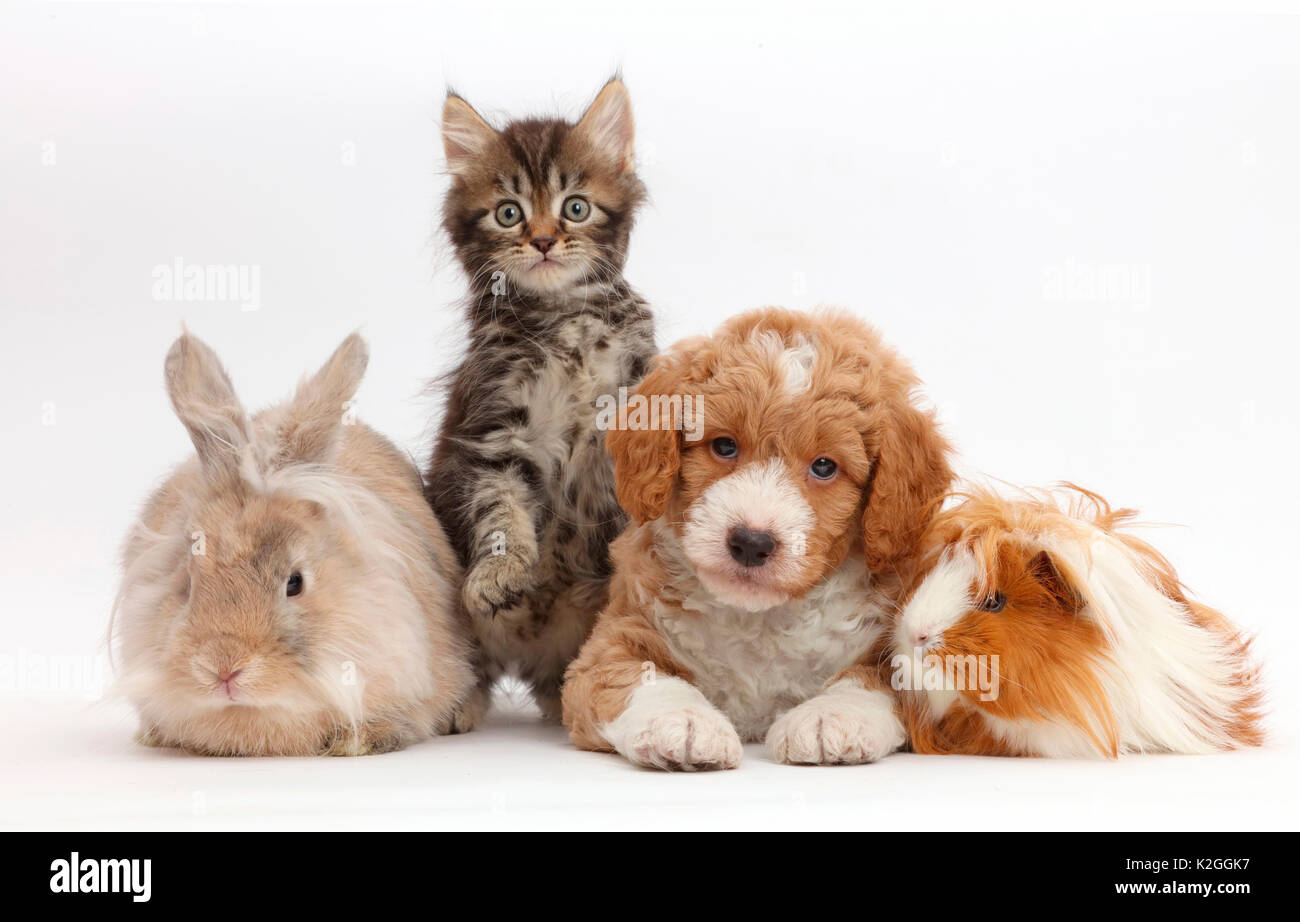 Tabby kitten, goldendoodle Welpen, Kaninchen und Meerschweinchen. Stockfoto