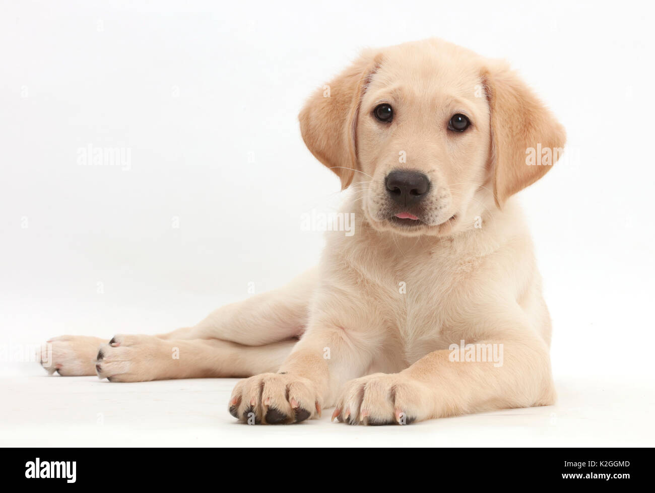 Gelben Labrador Retriever Welpen, Alter 9 Wochen, mit dem Kopf nach oben liegen. Stockfoto