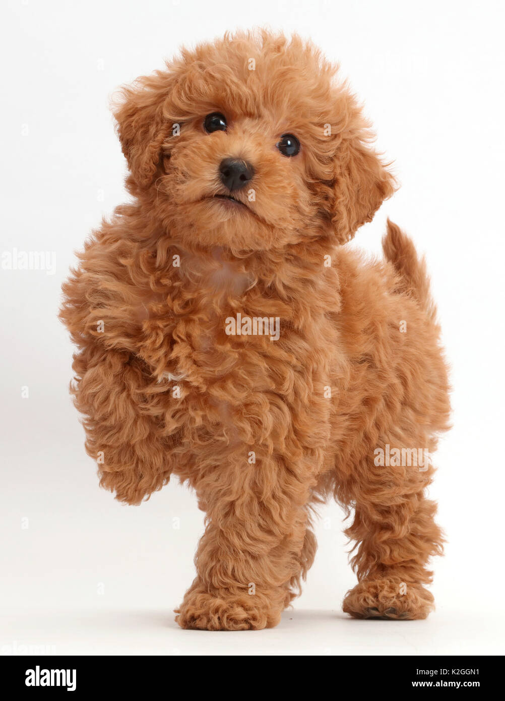 Red Toy labradoodle Welpen mit Paw angehoben. Stockfoto