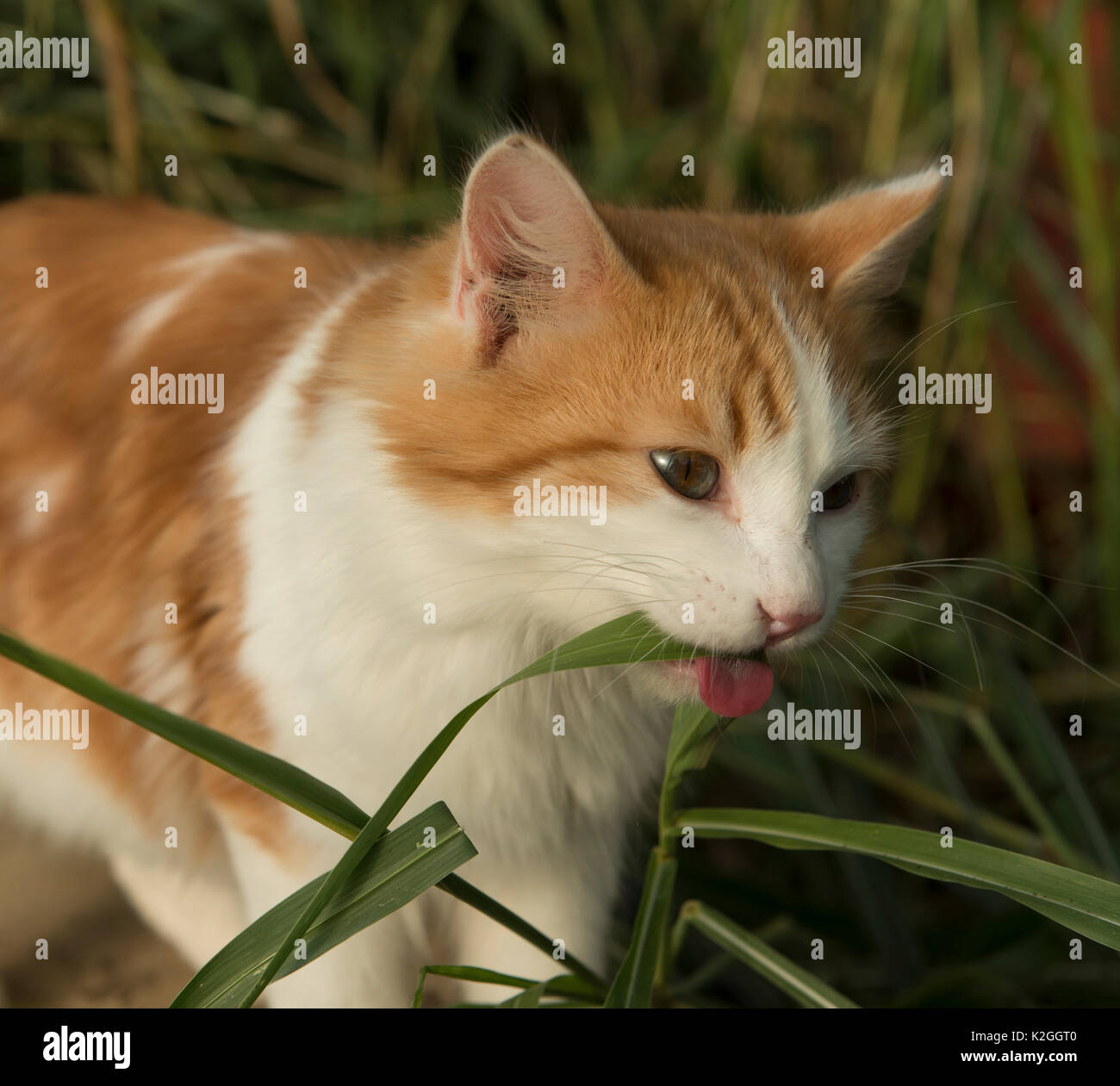 Katze essen Gras, Frankreich, November Stockfoto