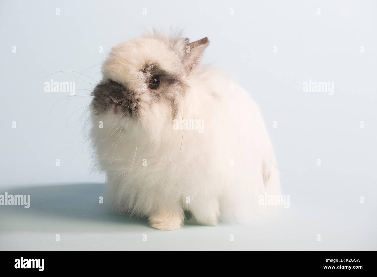 Jersey wollige Kaninchen, gebrochen chinchilla Farbe gegen den weißen Hintergrund. Stockfoto