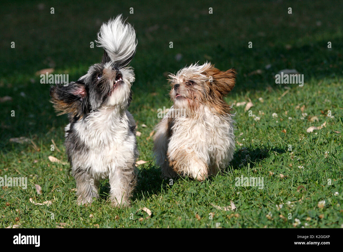 Shih Tzu hunde (Canis familiaris) männlich und weiblich, im Alter von 4 Jahren, Spielen und Laufen im Feld, Var, Provence, Frankreich, August Stockfoto