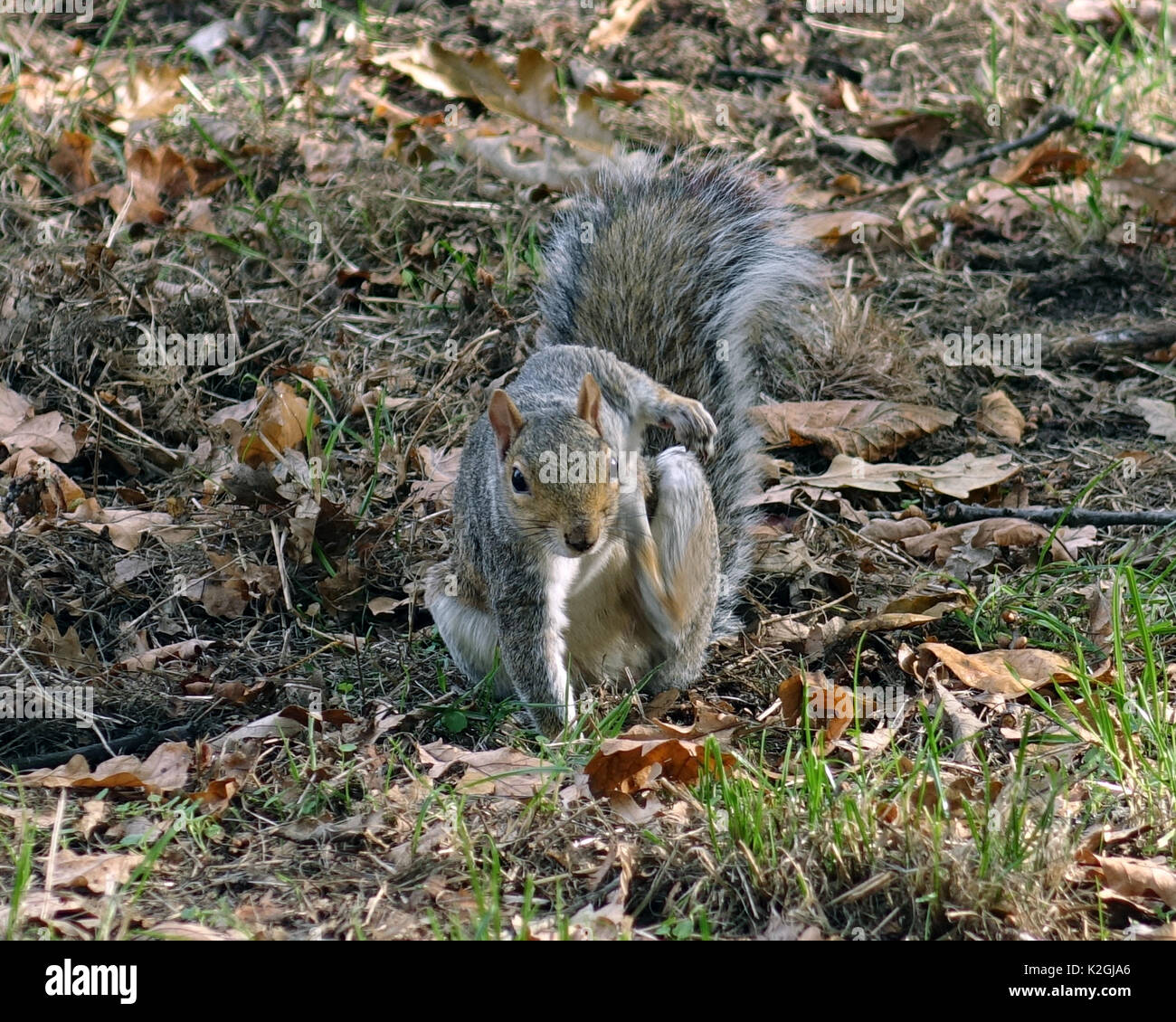 Grauhörnchen Stockfoto