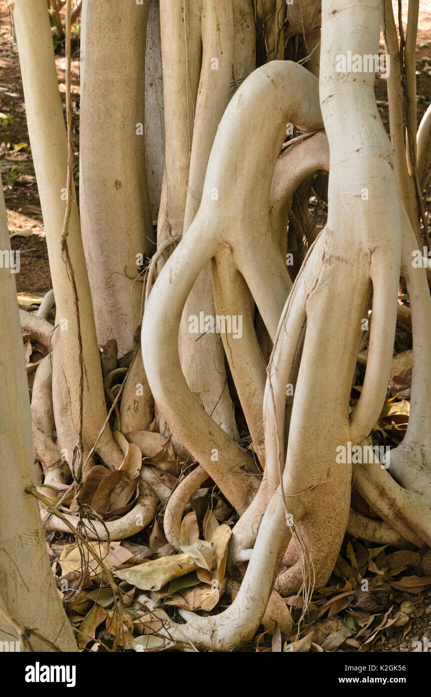 Feigenbaum (Ficus magnoliifolia) Stockfoto