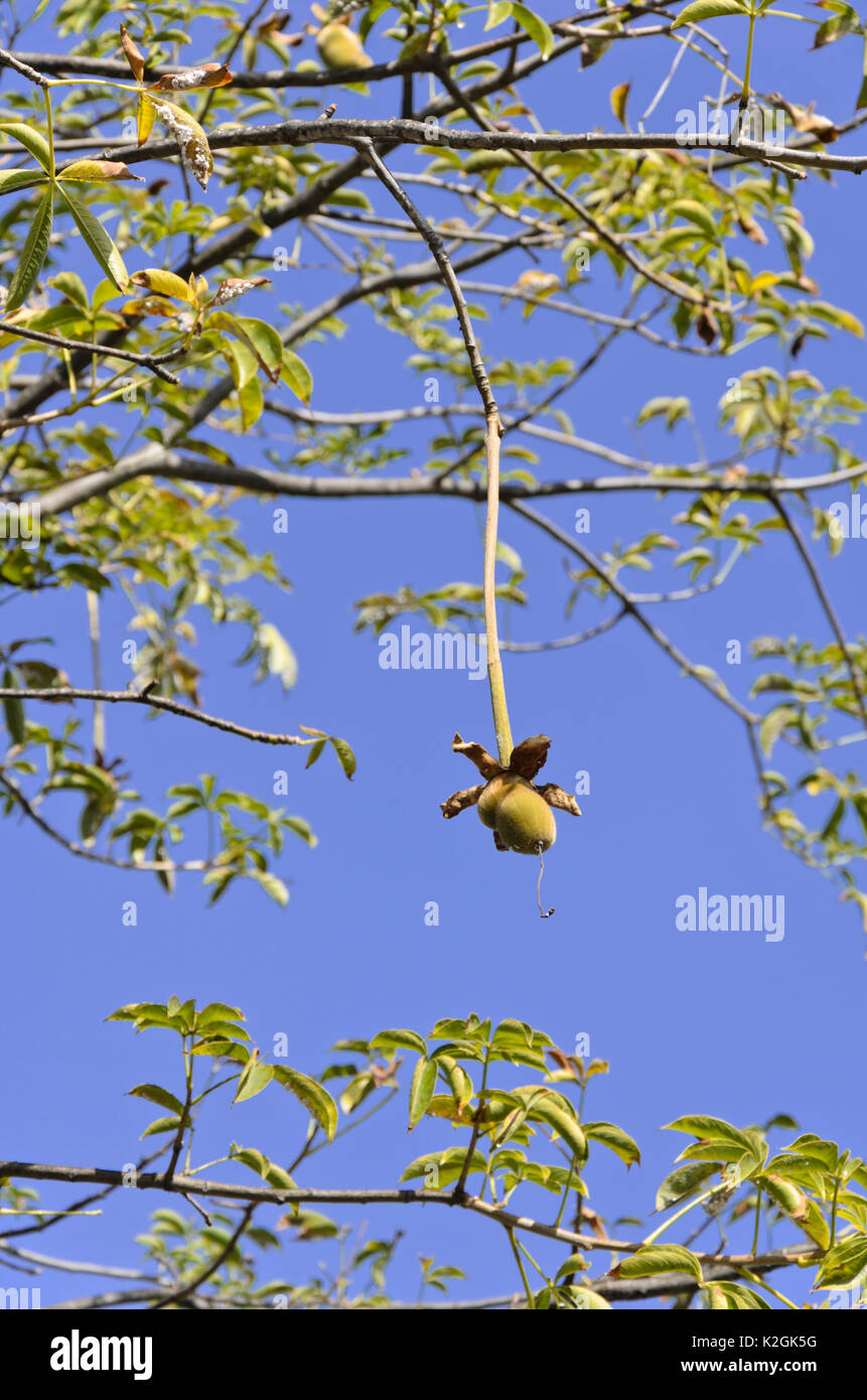 Affenbrotbaum (Adansonia digitata) Stockfoto