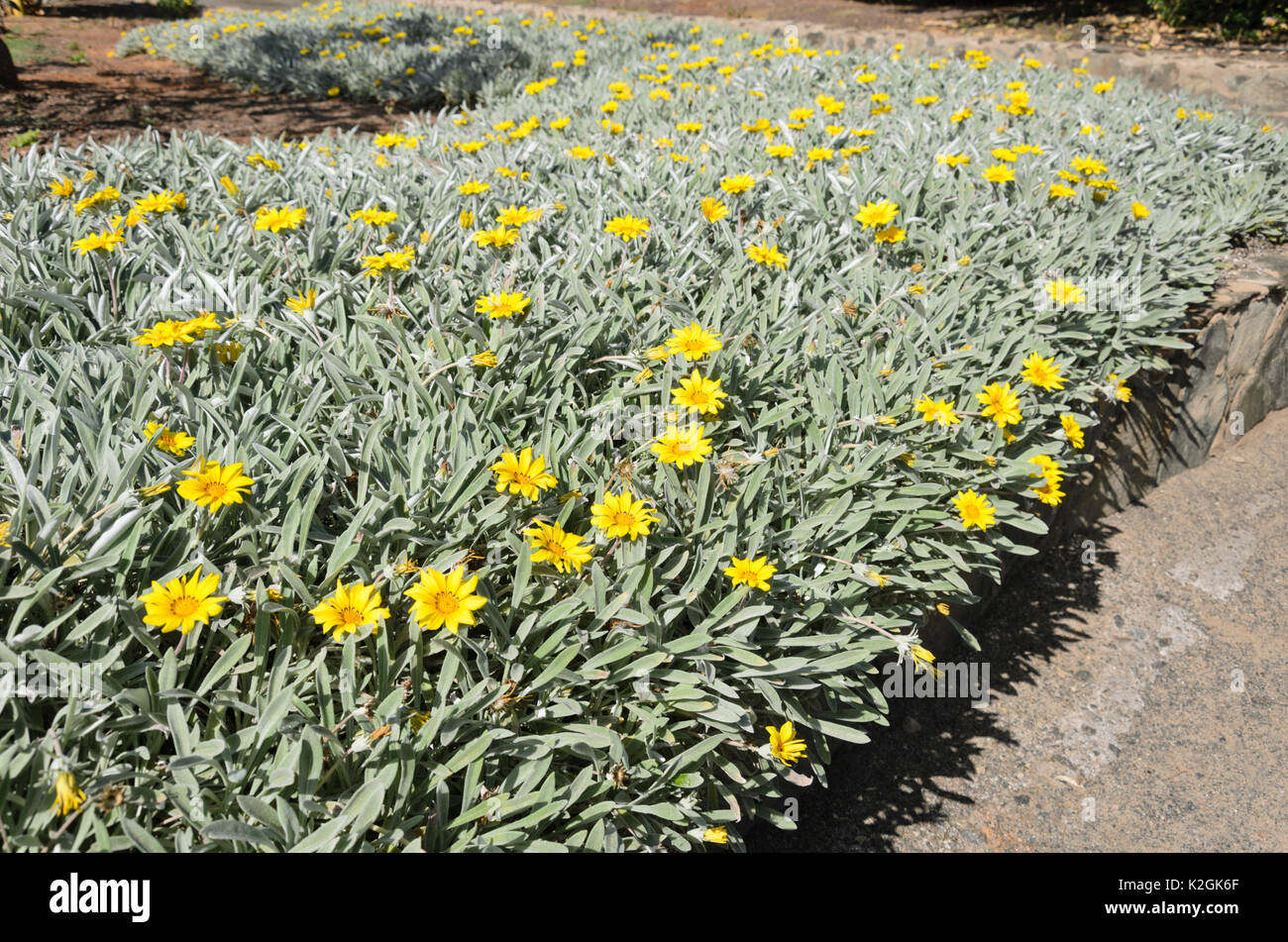 Schatz Blume (gazania) Stockfoto