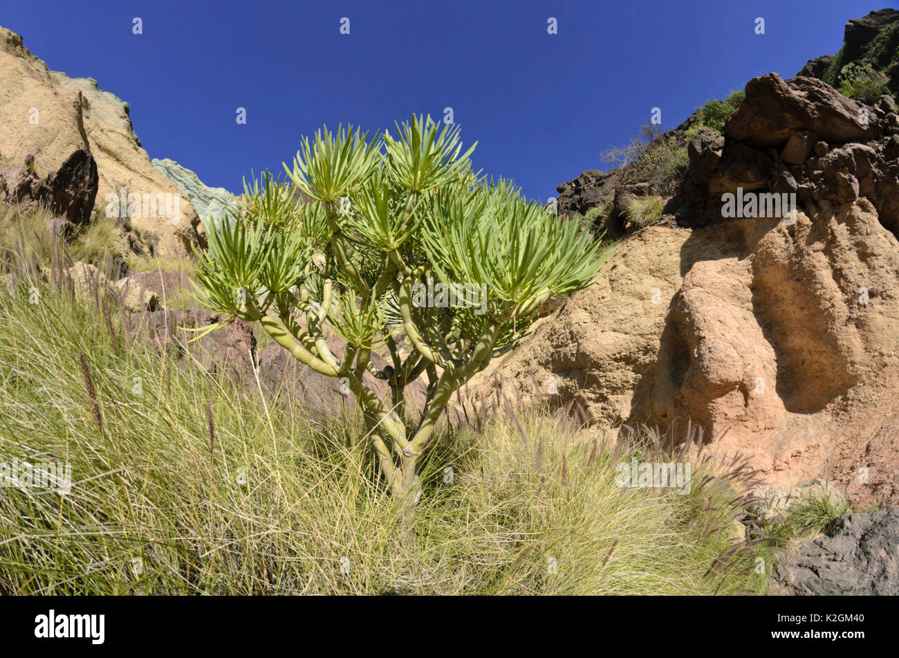 Berglandschaft, Gran Canaria, Spanien Stockfoto