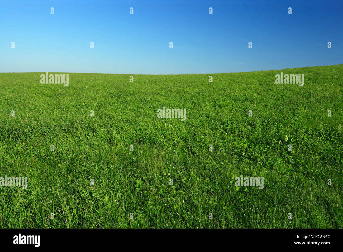 Foto von einem weiten grünen Wiese mit klaren blauen Himmel. Stockfoto