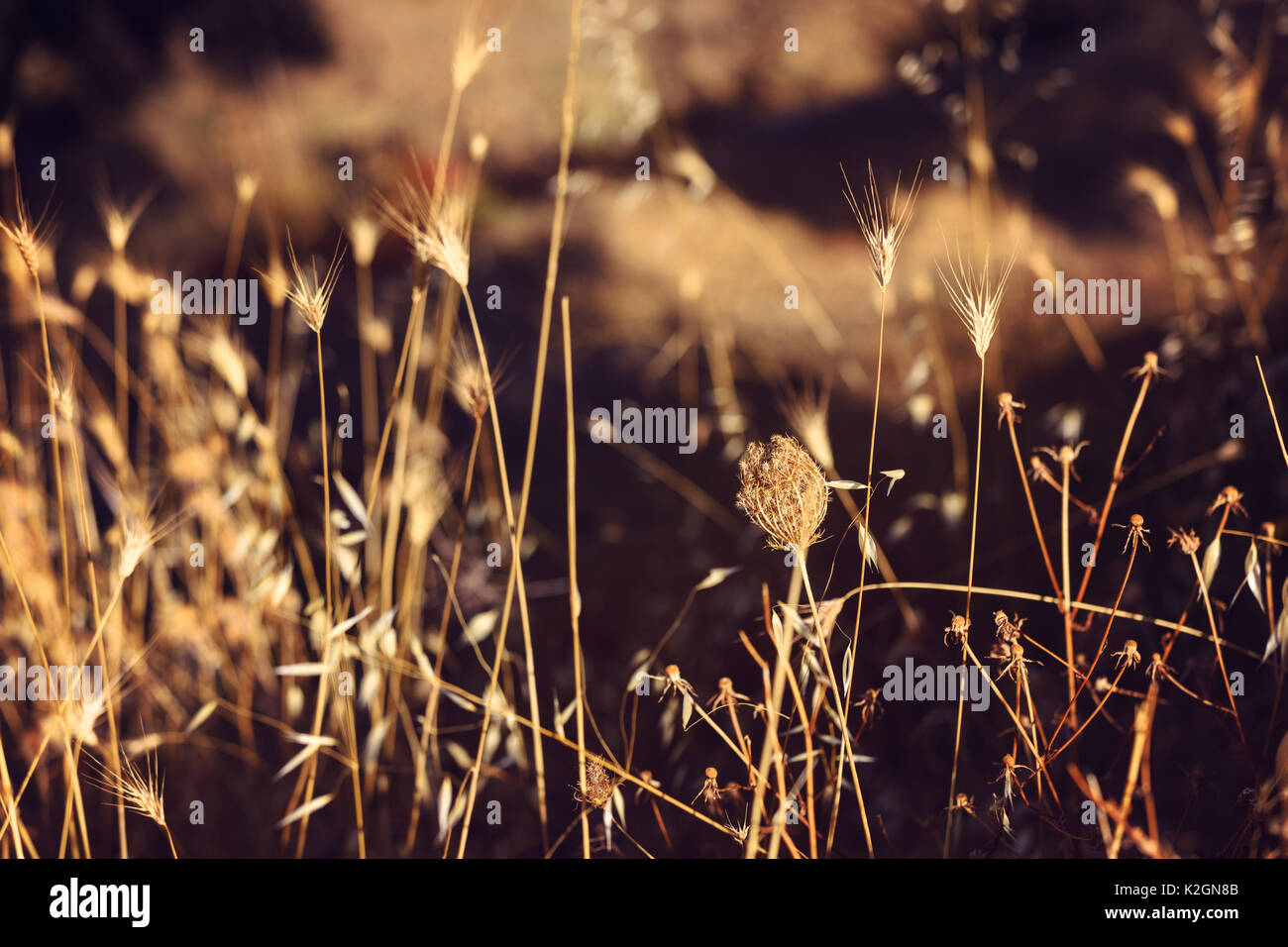 Landschaft Hintergrund schönen Feld chemische Unkrautbekämpfung Blumen im Sommer goldene Stunde, selektiver Fokus, kopieren Raum Stockfoto