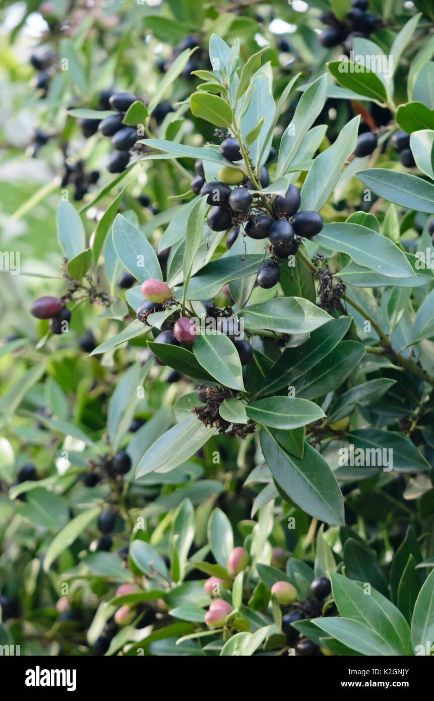 Dune poison Bush (acokanthera oblongifolia Syn. acokanthera Californica) Stockfoto