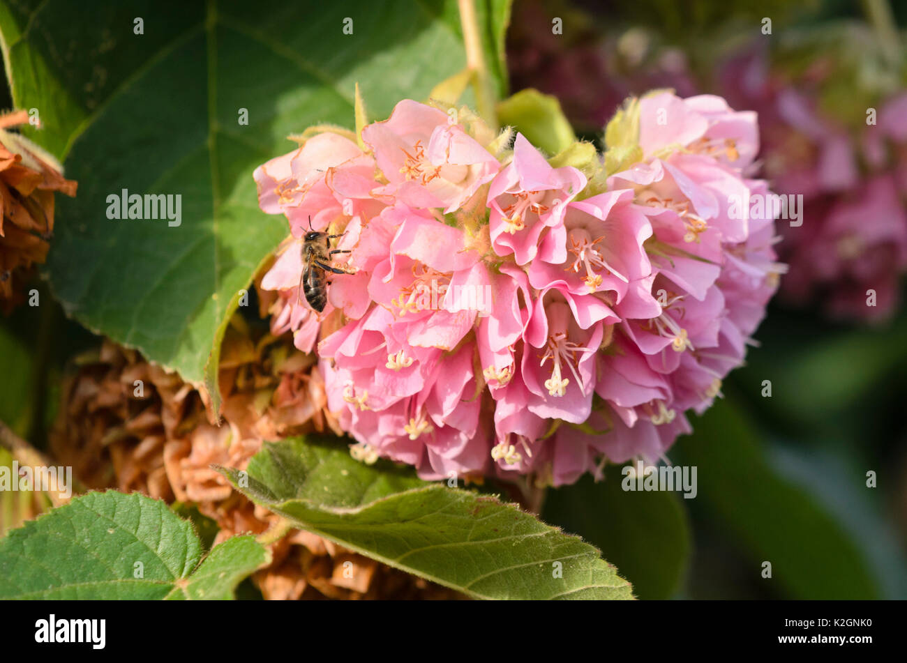 Rosa dombeya -Fotos und -Bildmaterial in hoher Auflösung – Alamy