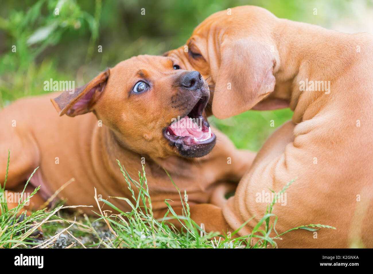 Zwei süße Rhodesian Ridgeback Welpen sind Toben im Freien Stockfoto