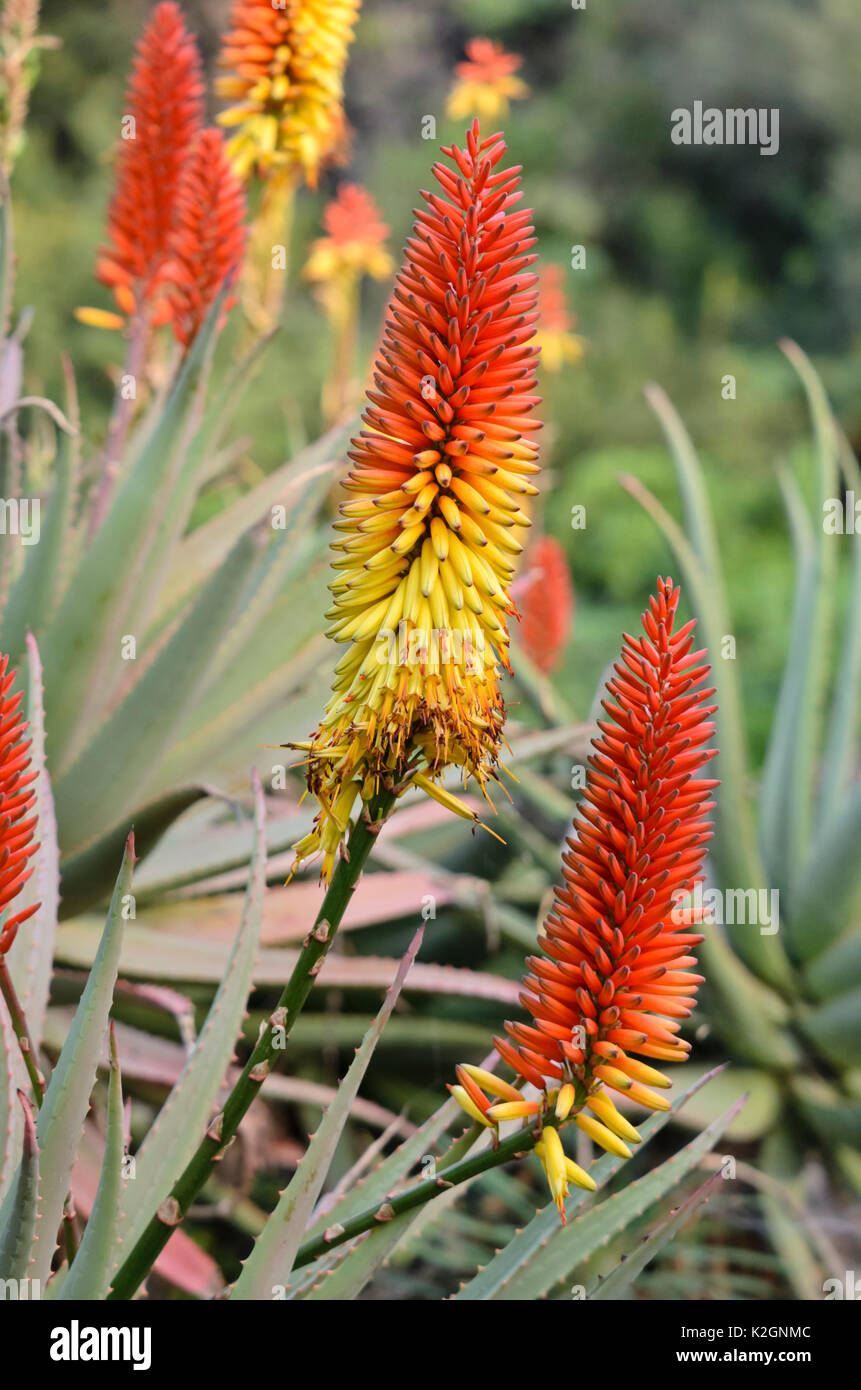 Aloe (Aloe mutabilis) Stockfoto