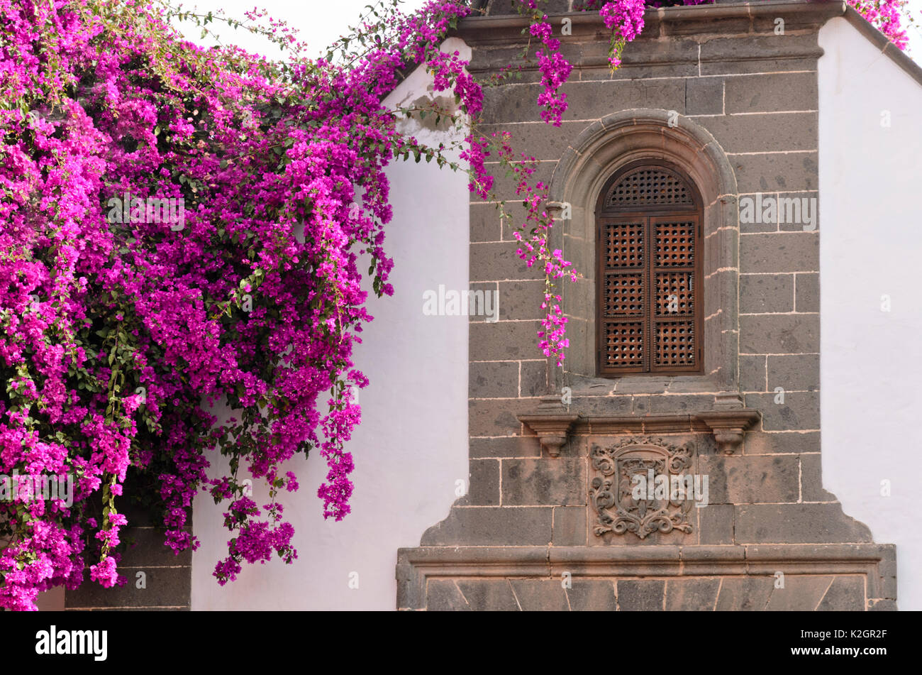 Bougainvillea vor einer Kirche, Las Palmas, Gran Canaria, Spanien Stockfoto