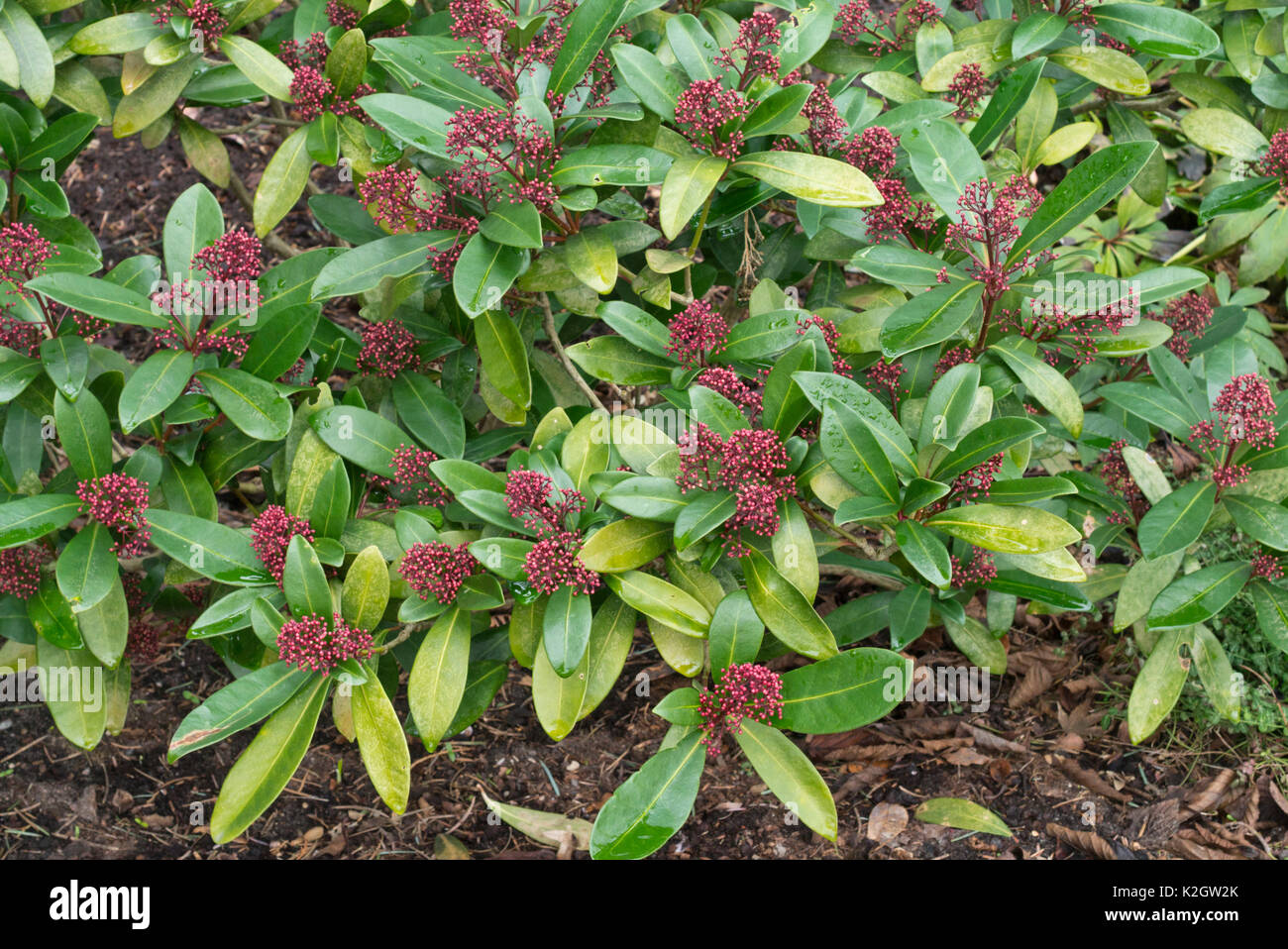 Japanisch skimmia (Skimmia japonica 'Rubella') Stockfoto